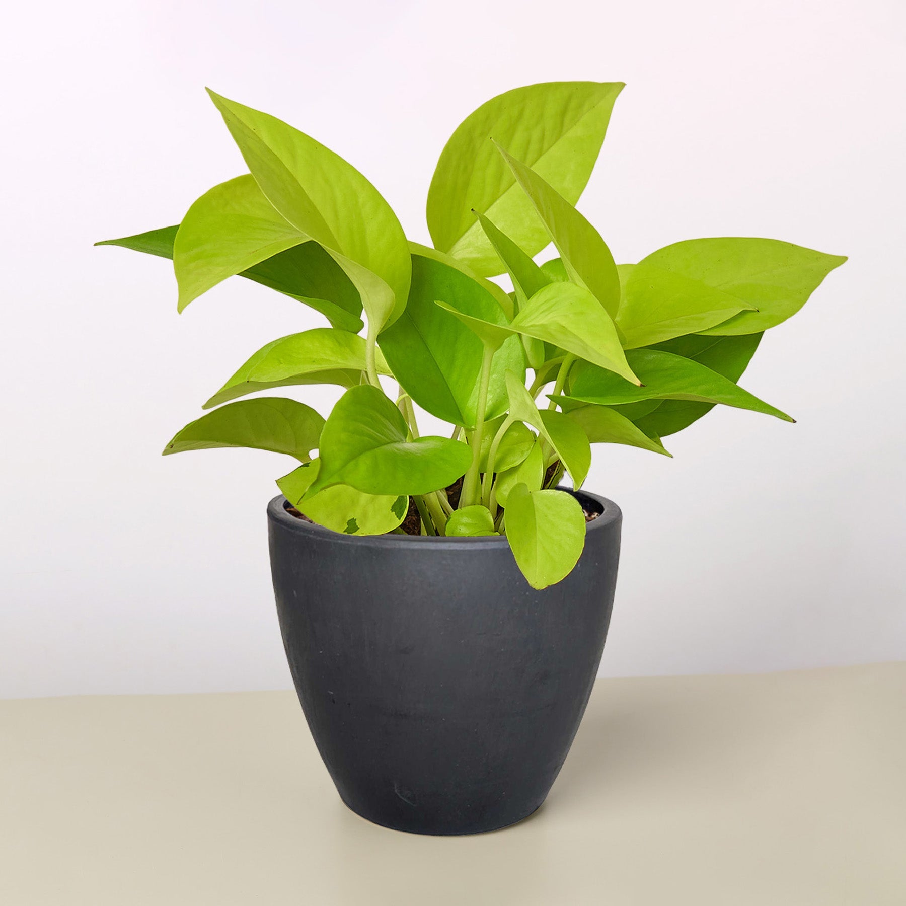 Pothos 'Neon'-Indoor Plants-The Succulent Source