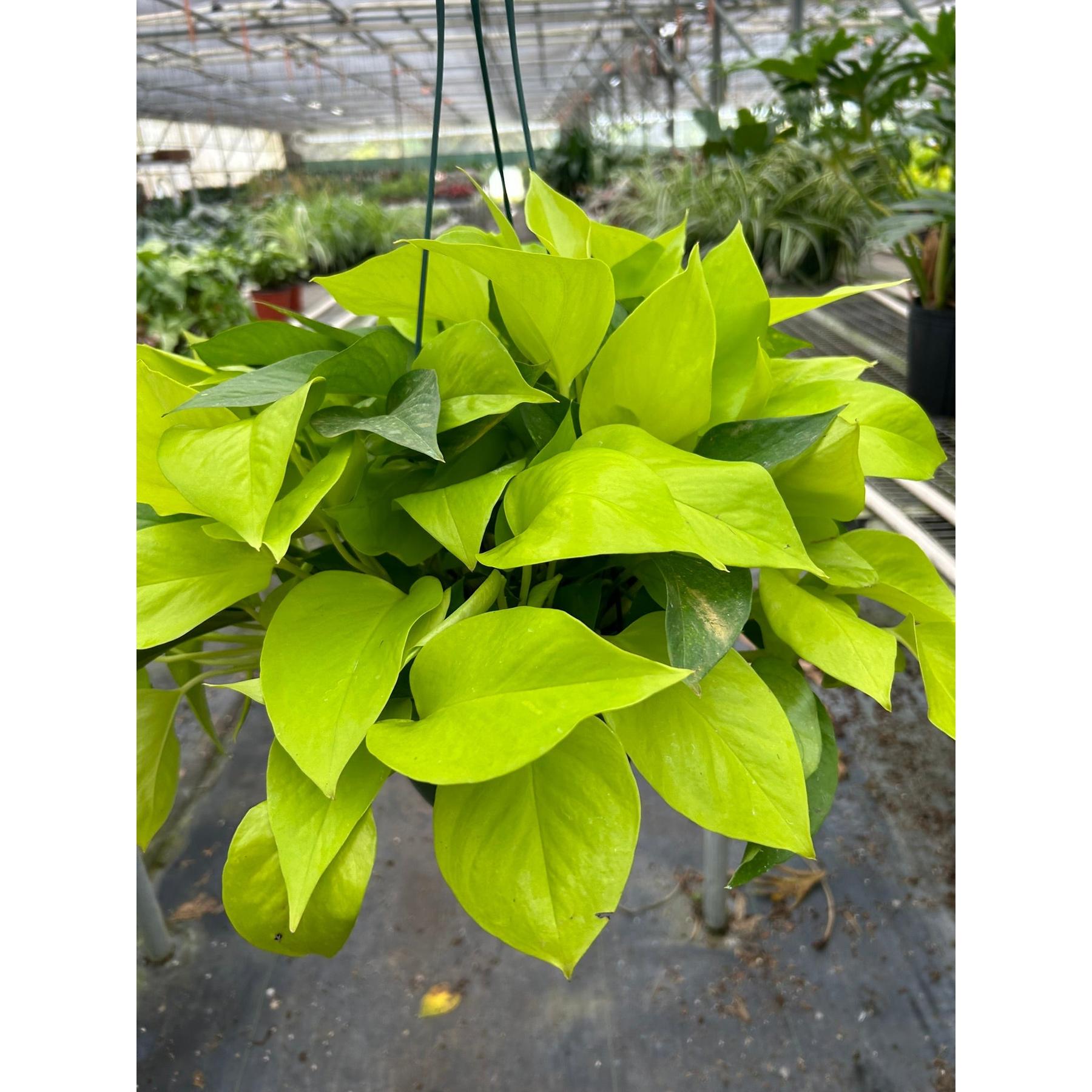 Pothos 'Neon'-Indoor Plants-The Succulent Source