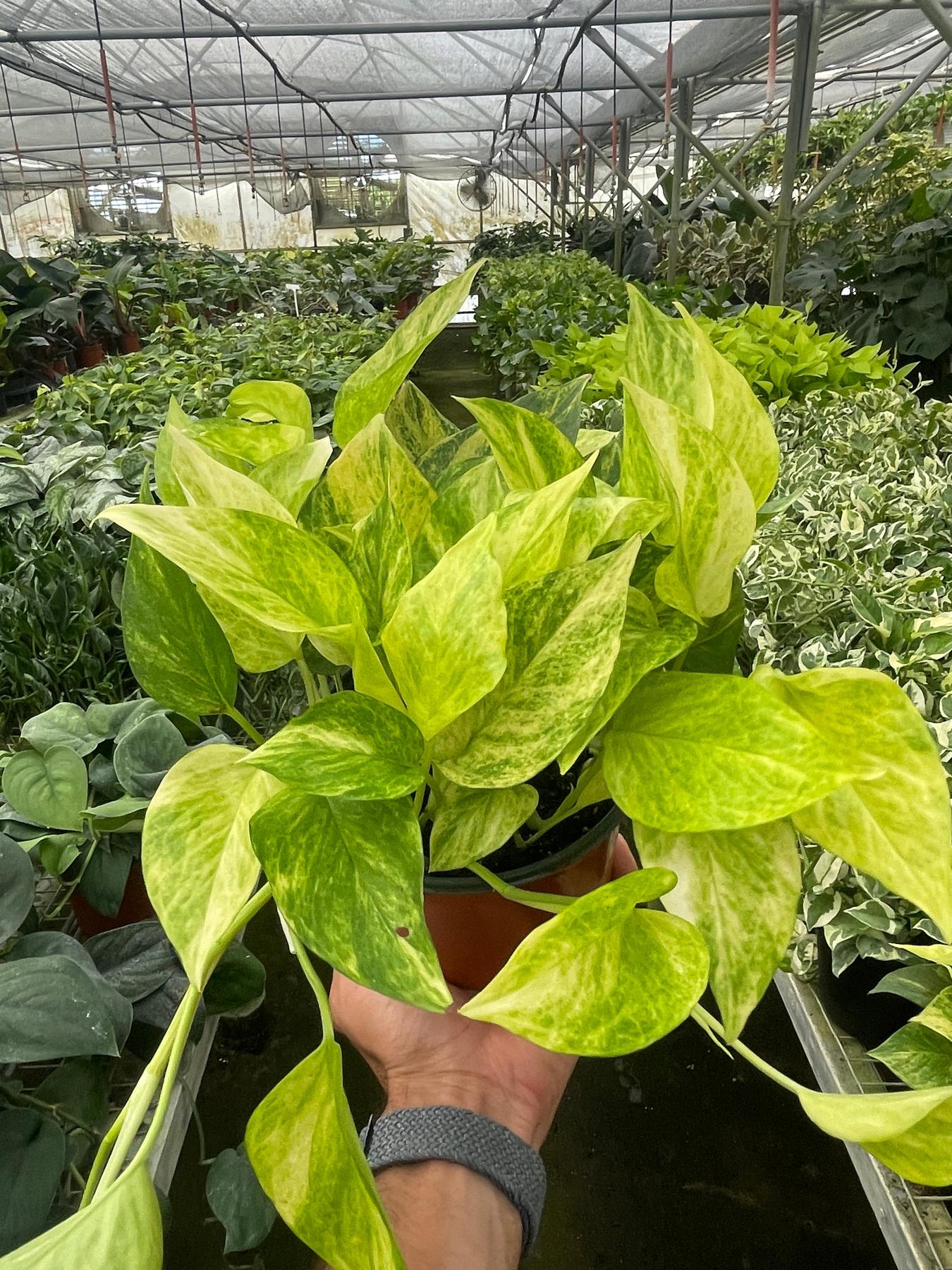 Pothos 'Neon Queen'-Indoor Plants-The Succulent Source