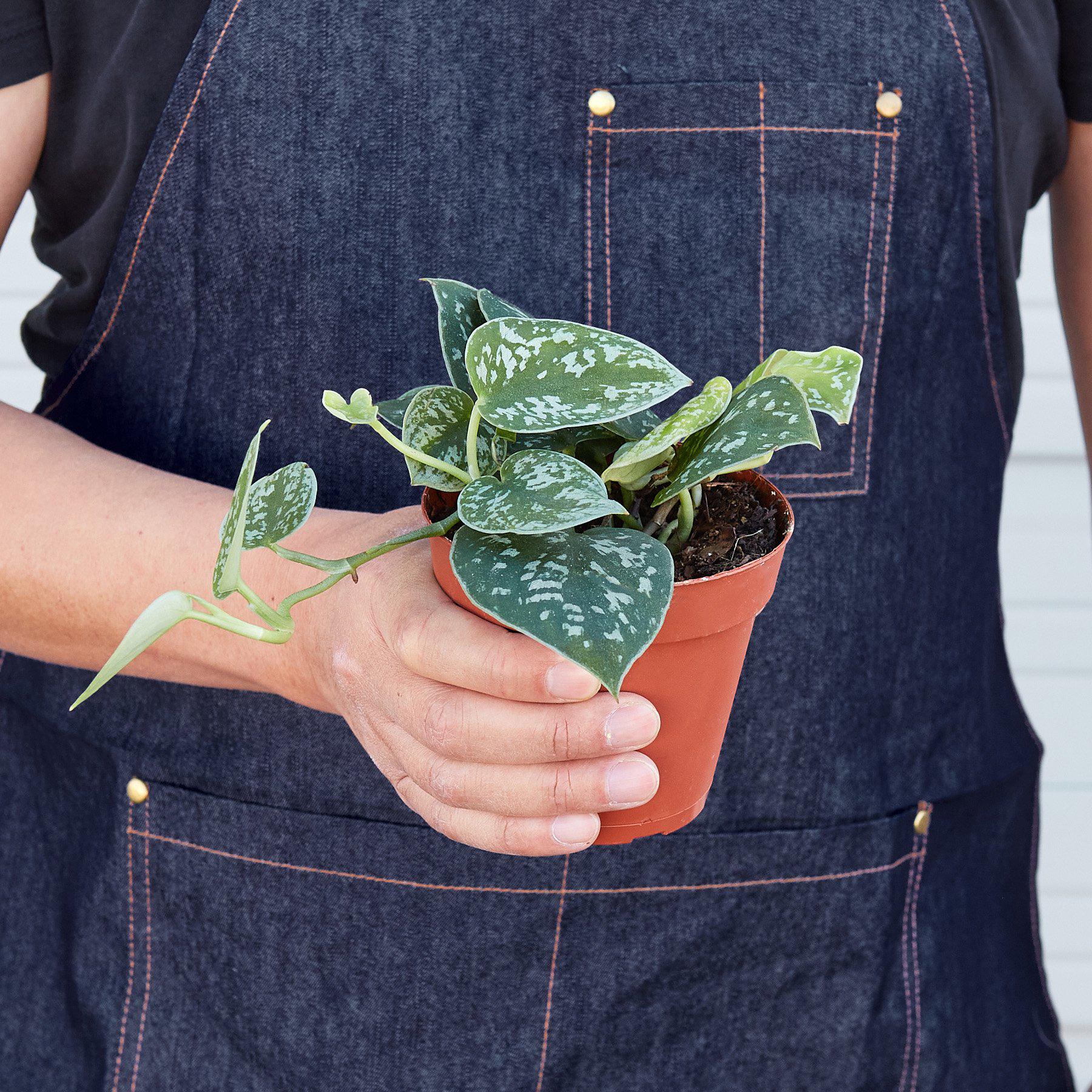 Pothos 'Satin'-Indoor Plants-The Succulent Source