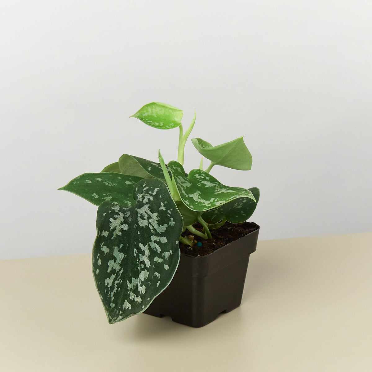 Pothos 'Satin'-Indoor Plants-The Succulent Source