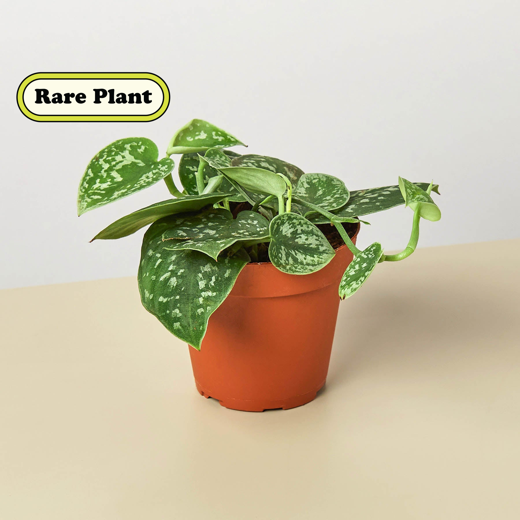 pothos succulent Pothos 'Satin'