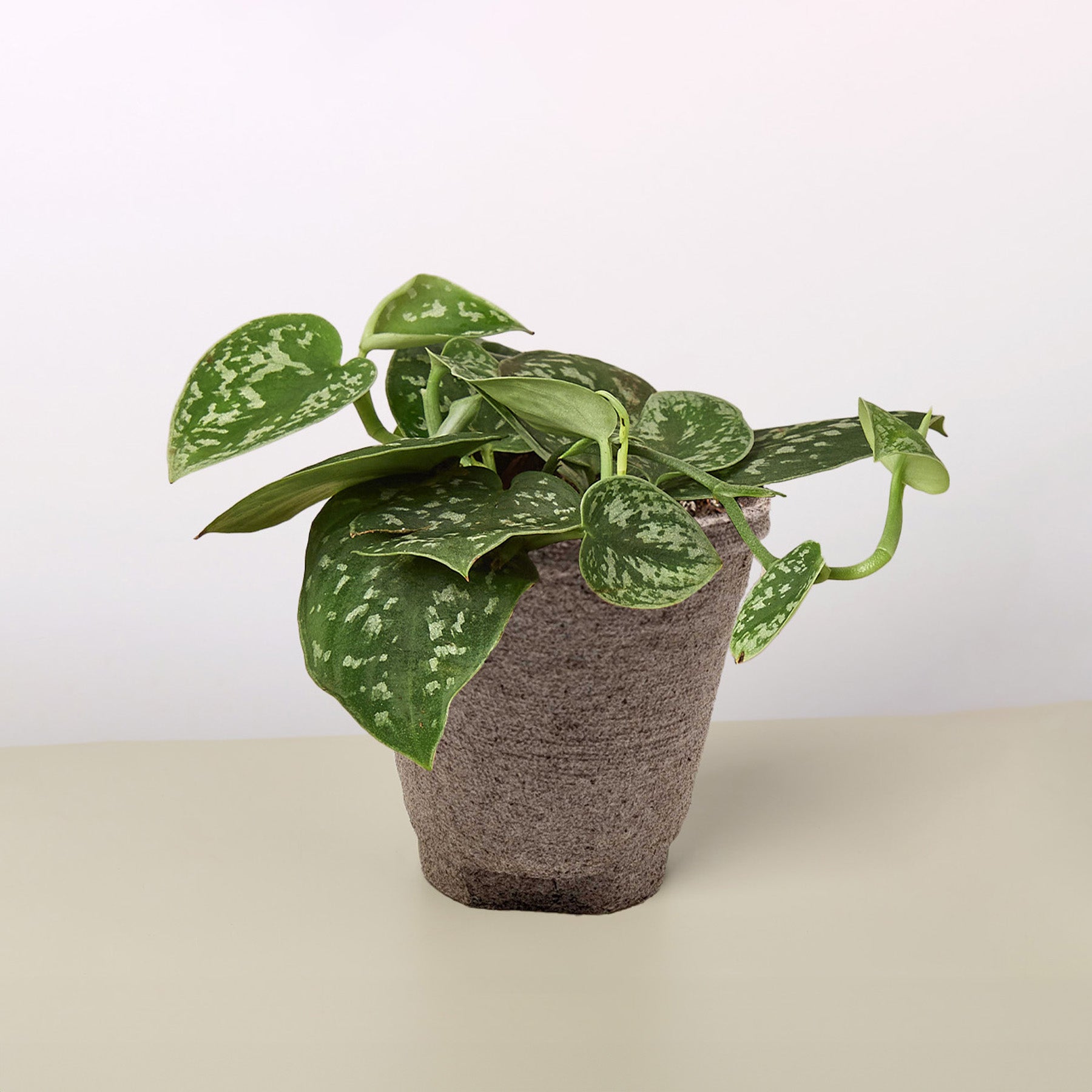 Pothos 'Satin'-Indoor Plants-The Succulent Source
