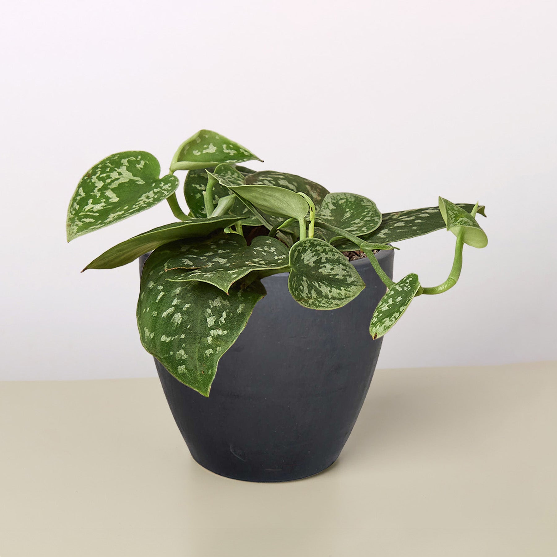 Pothos 'Satin'-Indoor Plants-The Succulent Source