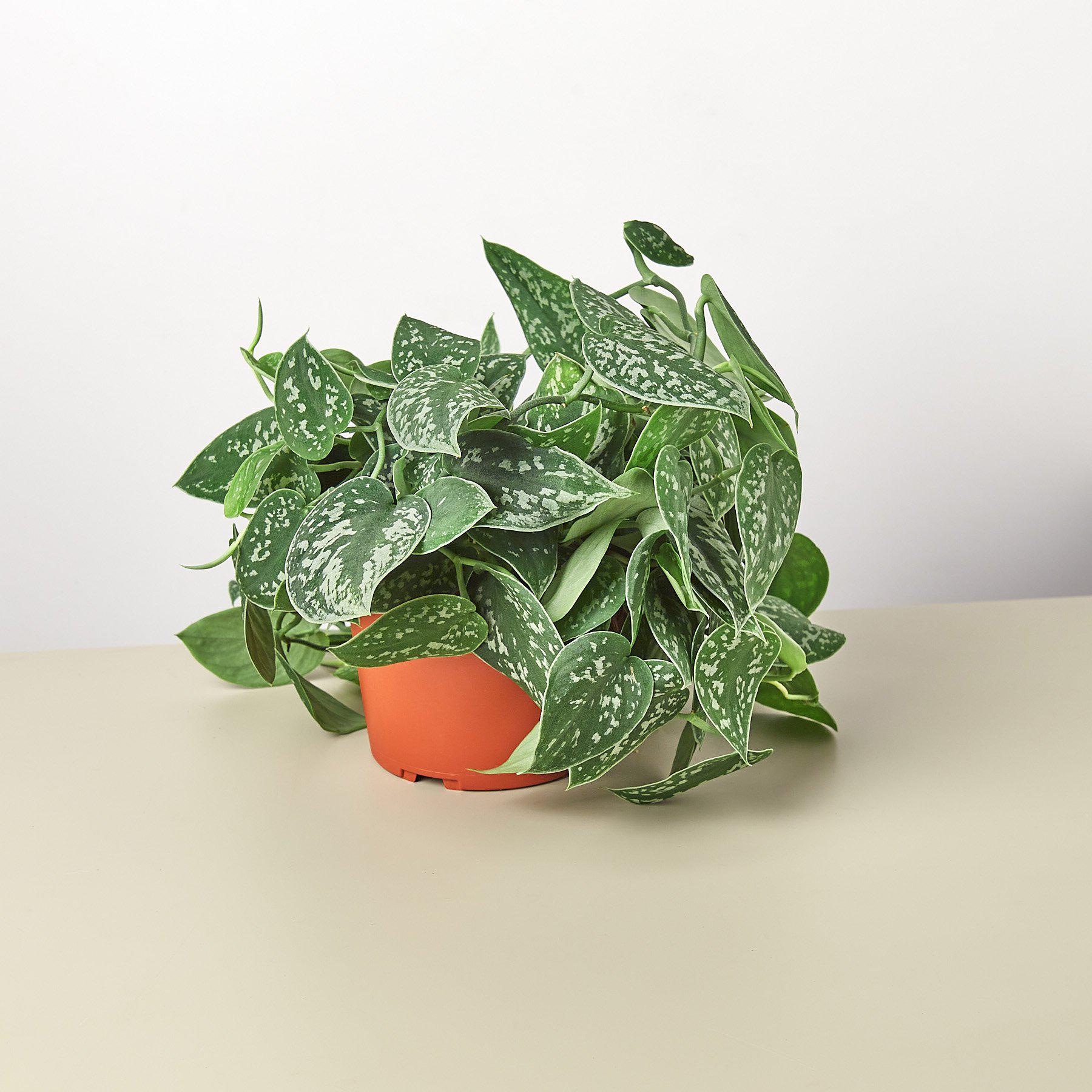 Pothos 'Satin'-Indoor Plants-The Succulent Source