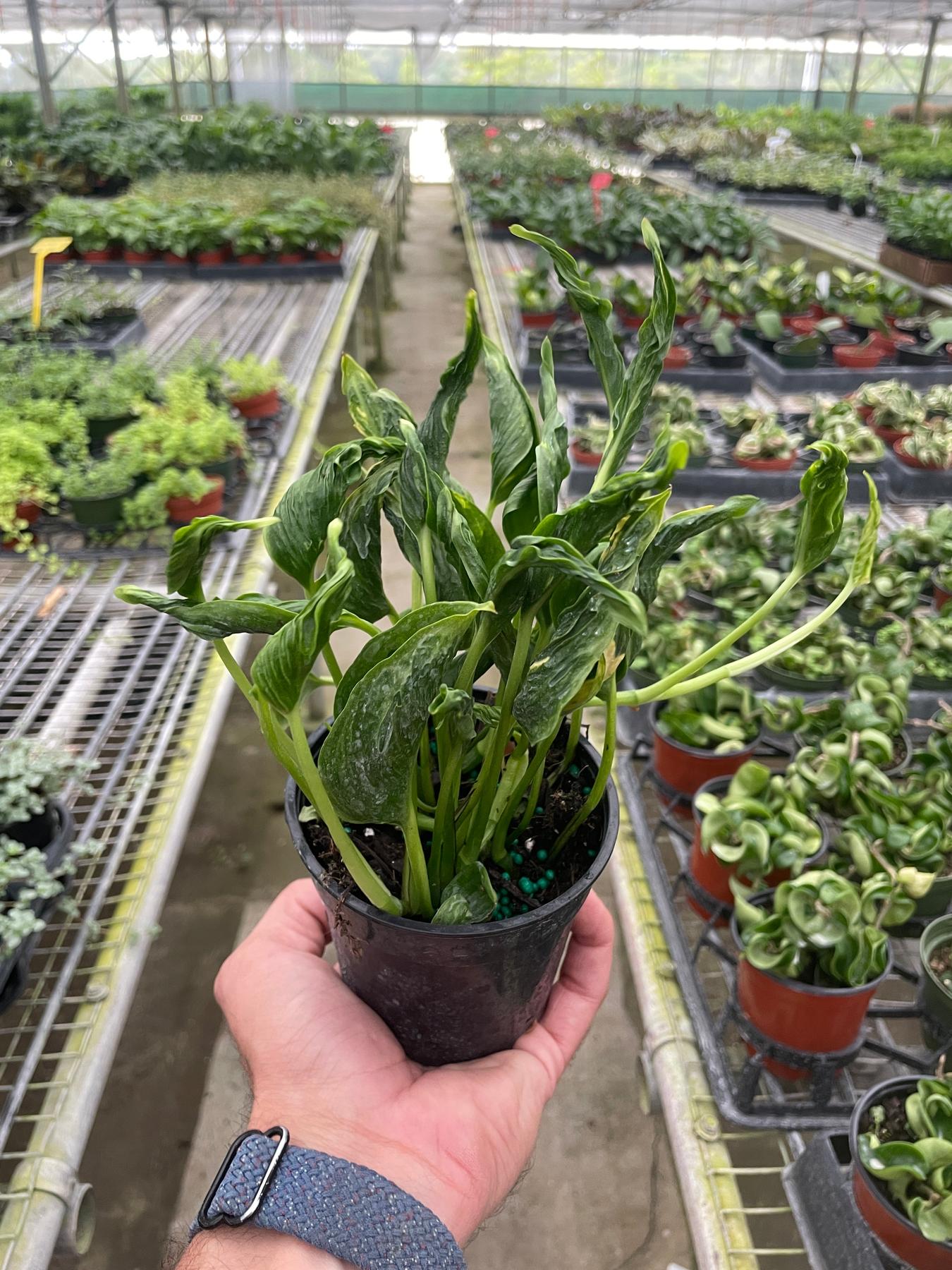 Pothos 'Shangri La'-The Succulent Source