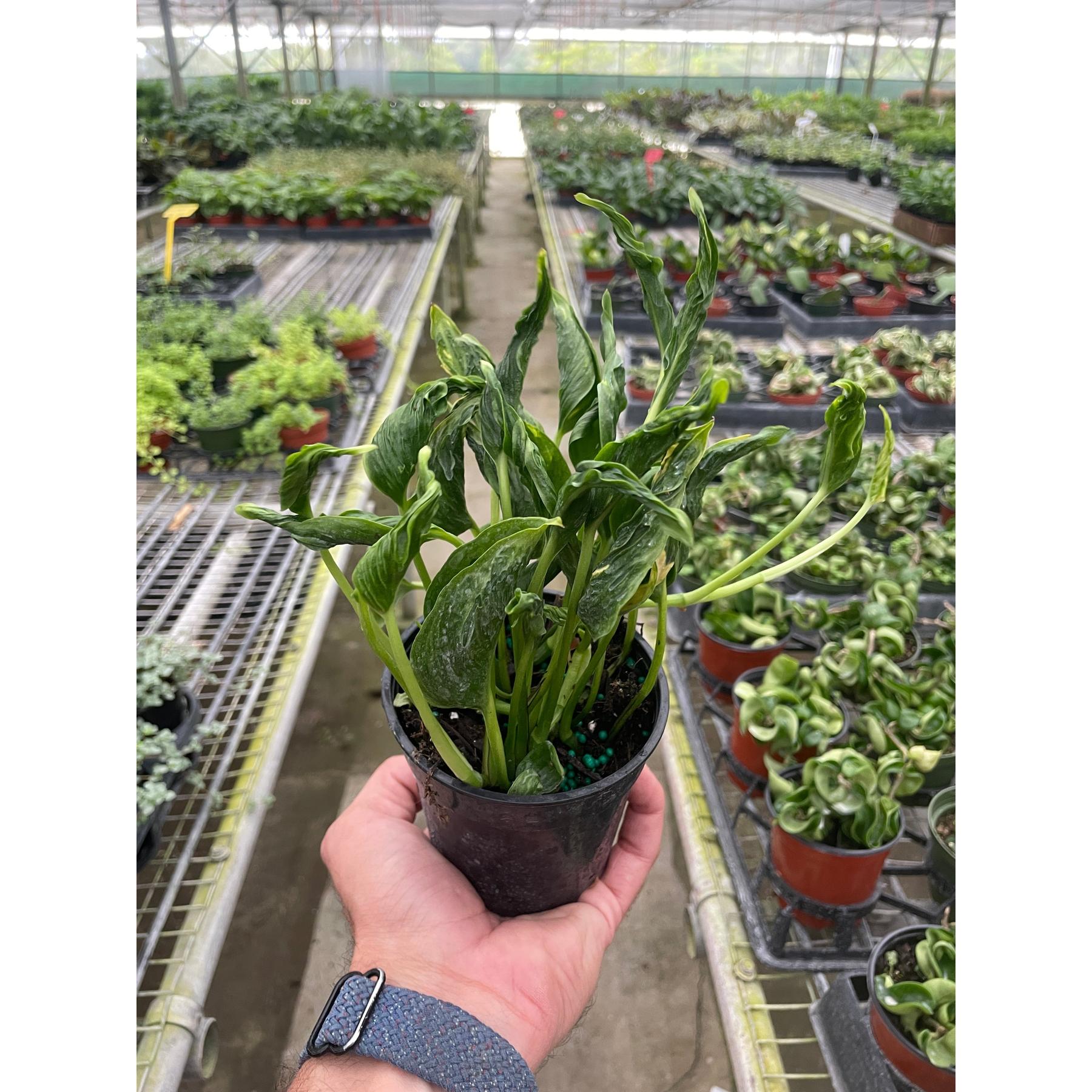 Pothos 'Shangri La'-The Succulent Source
