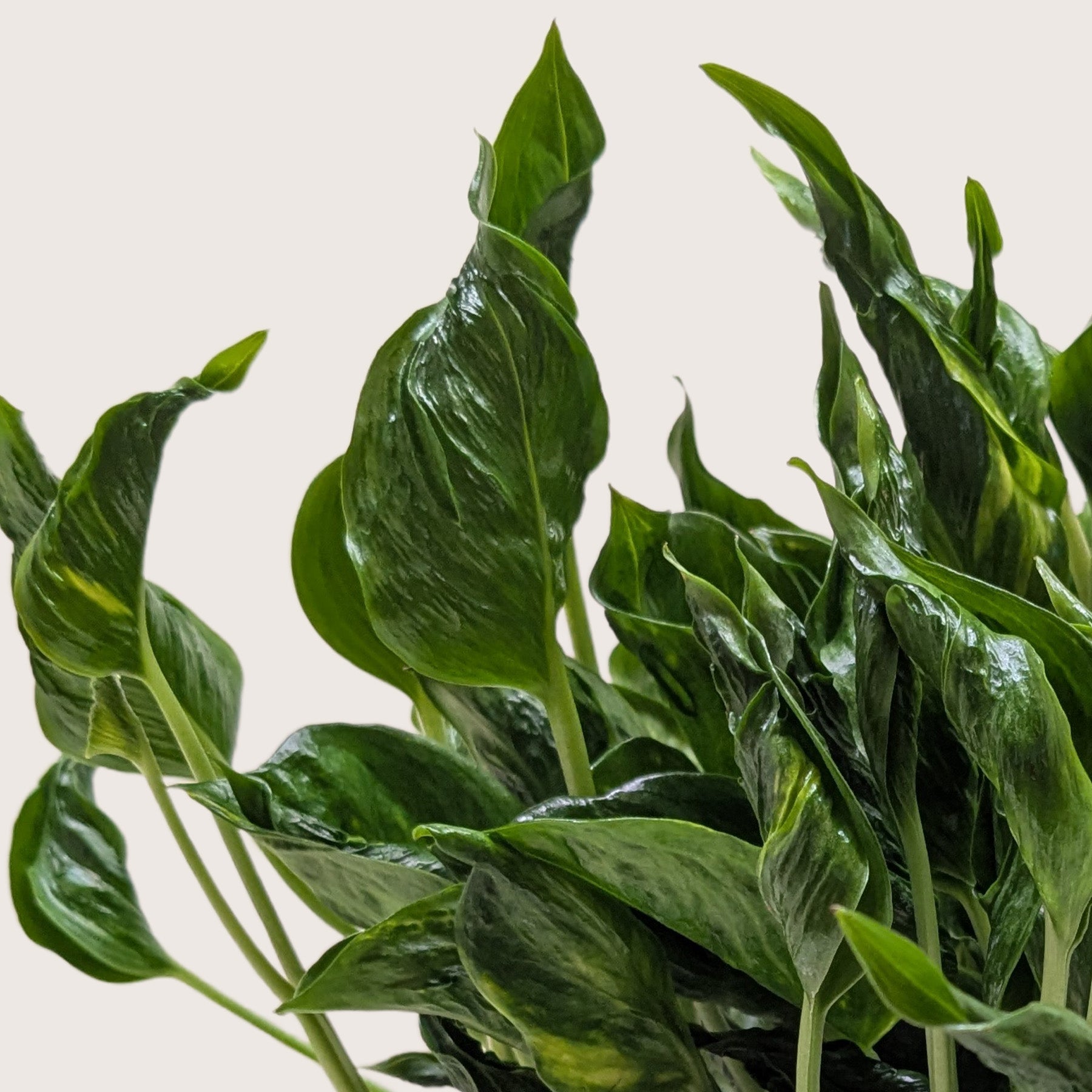 Pothos 'Shangri La'-The Succulent Source