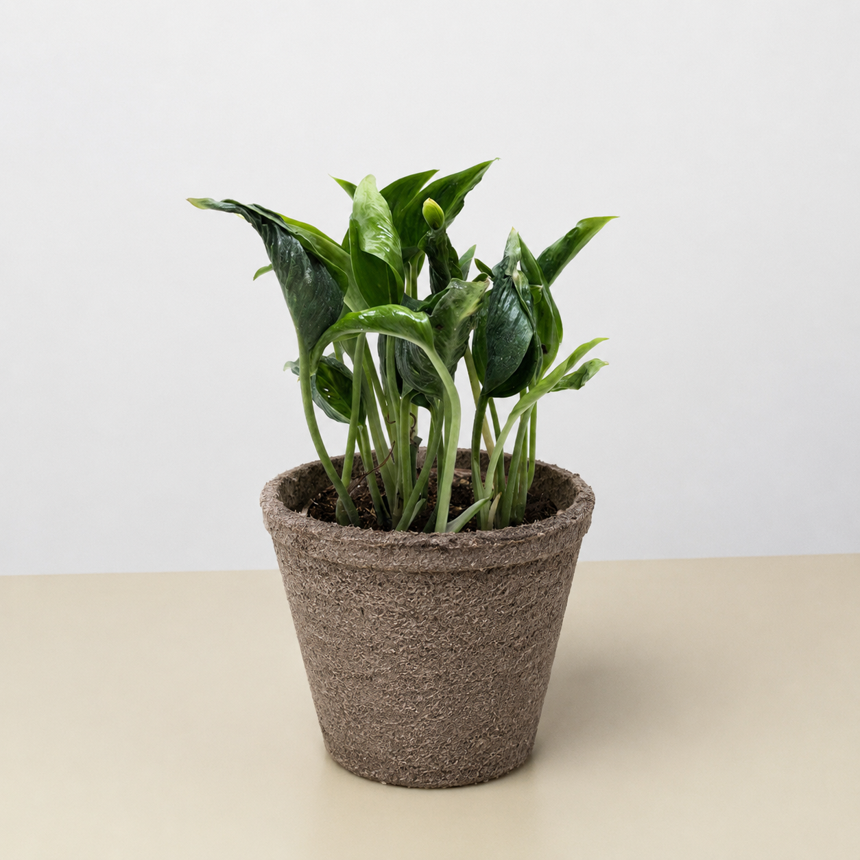 Pothos 'Shangri La'-The Succulent Source