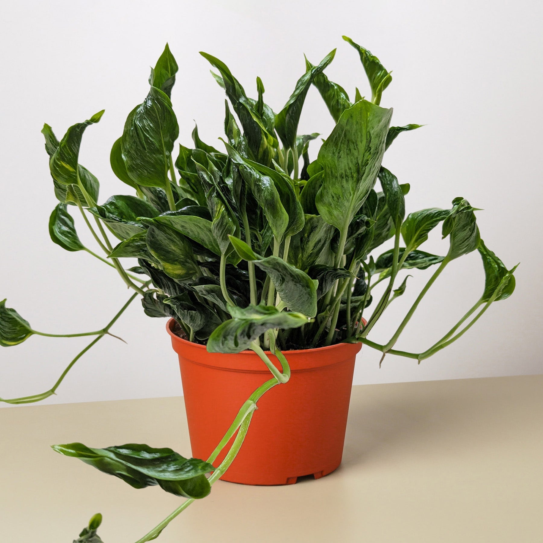 Pothos 'Shangri La'-The Succulent Source