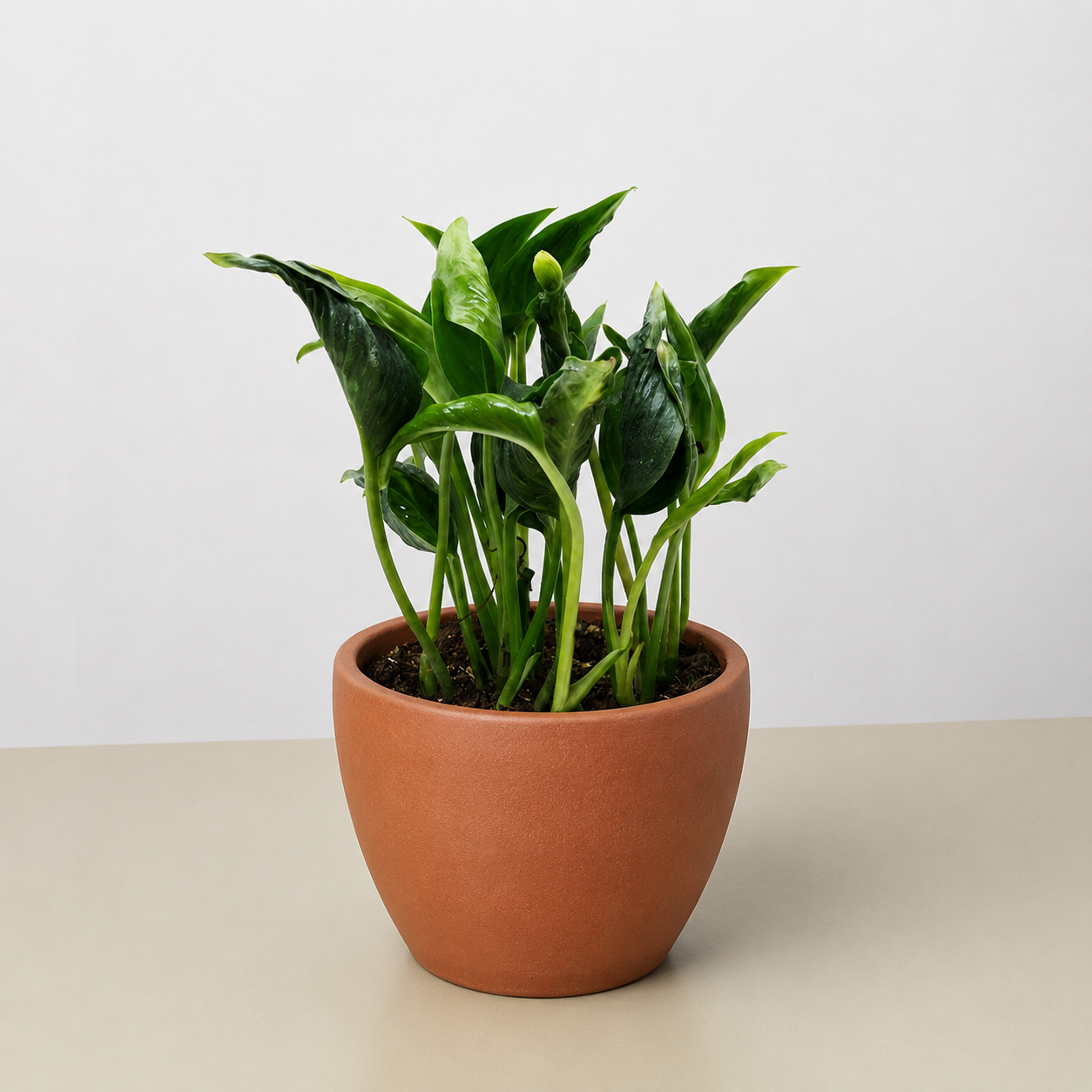 Pothos 'Shangri La'-The Succulent Source