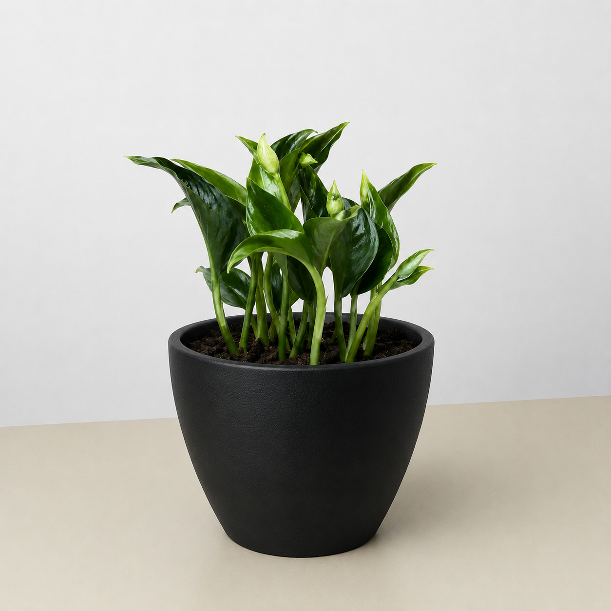 Pothos 'Shangri La'-The Succulent Source