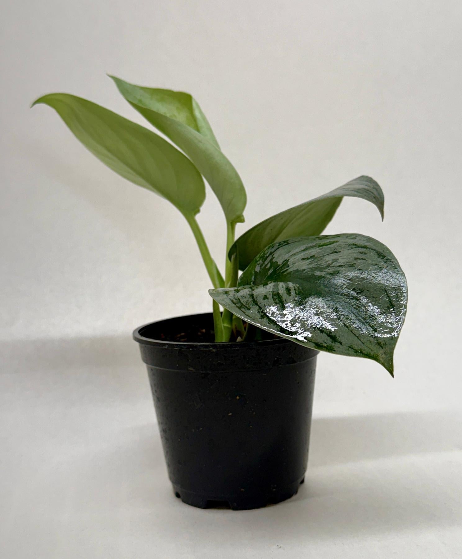Pothos 'Silver Splash'-Indoor Plants-The Succulent Source