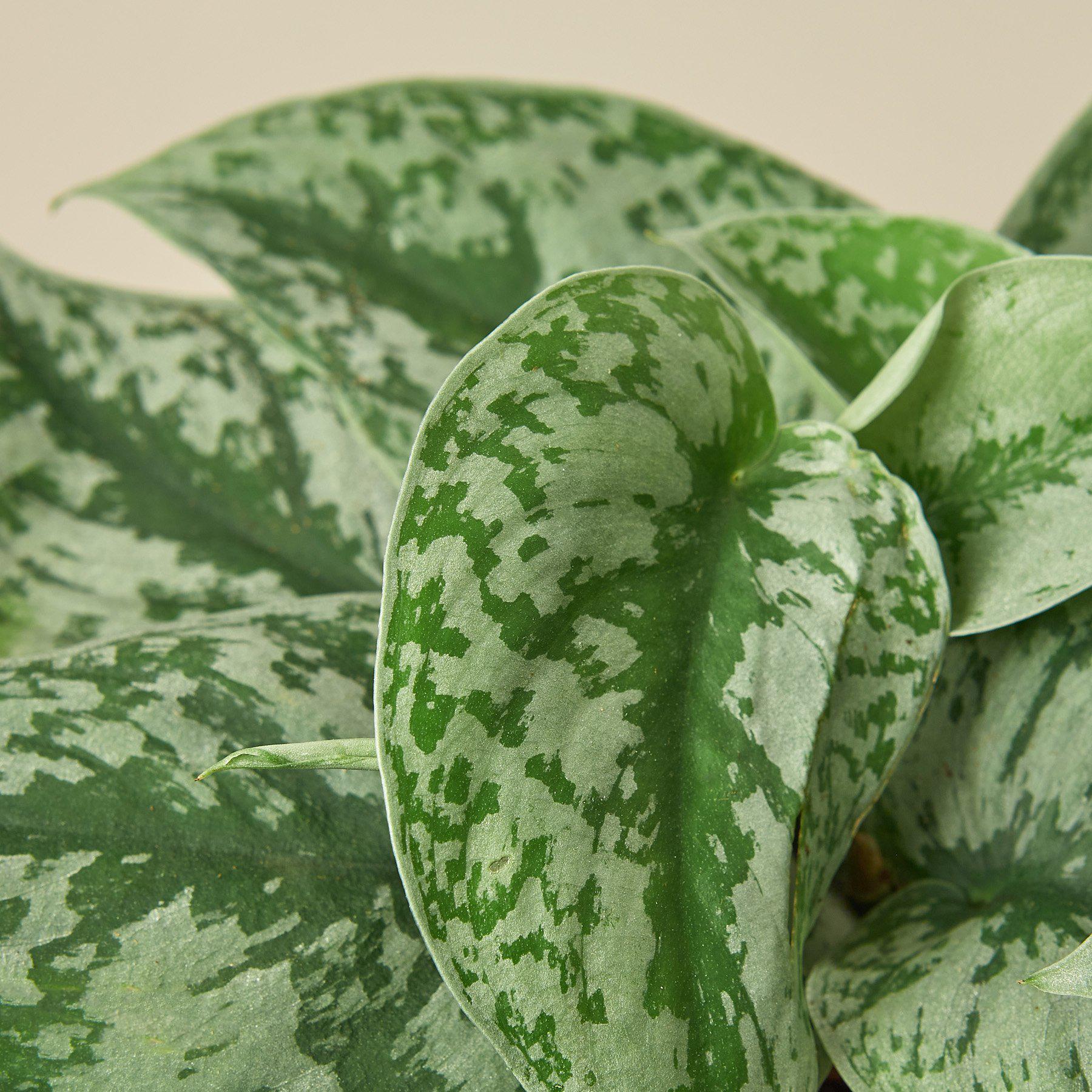 Pothos 'Silver Splash'-Indoor Plants-The Succulent Source