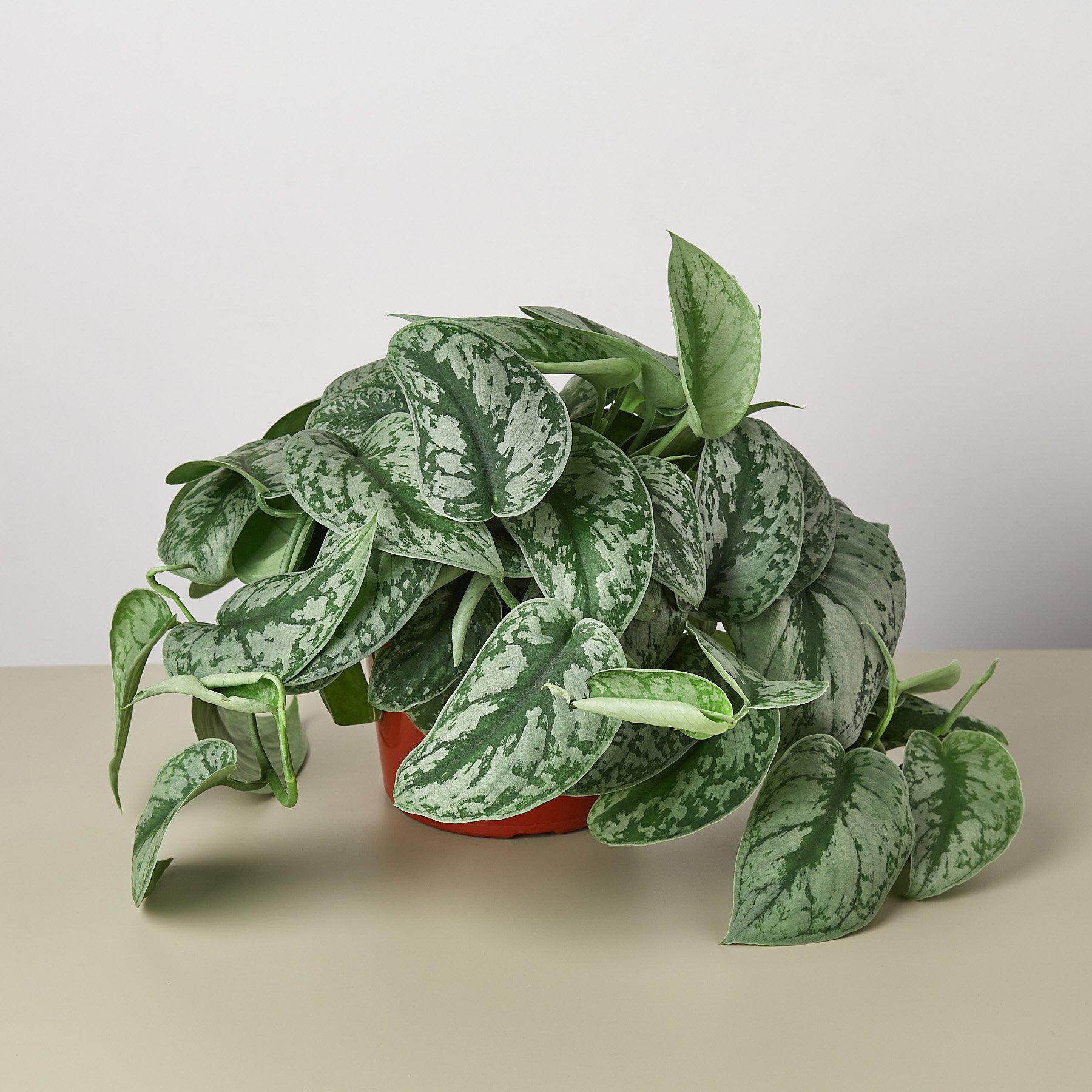 Pothos 'Silver Splash'-Indoor Plants-The Succulent Source