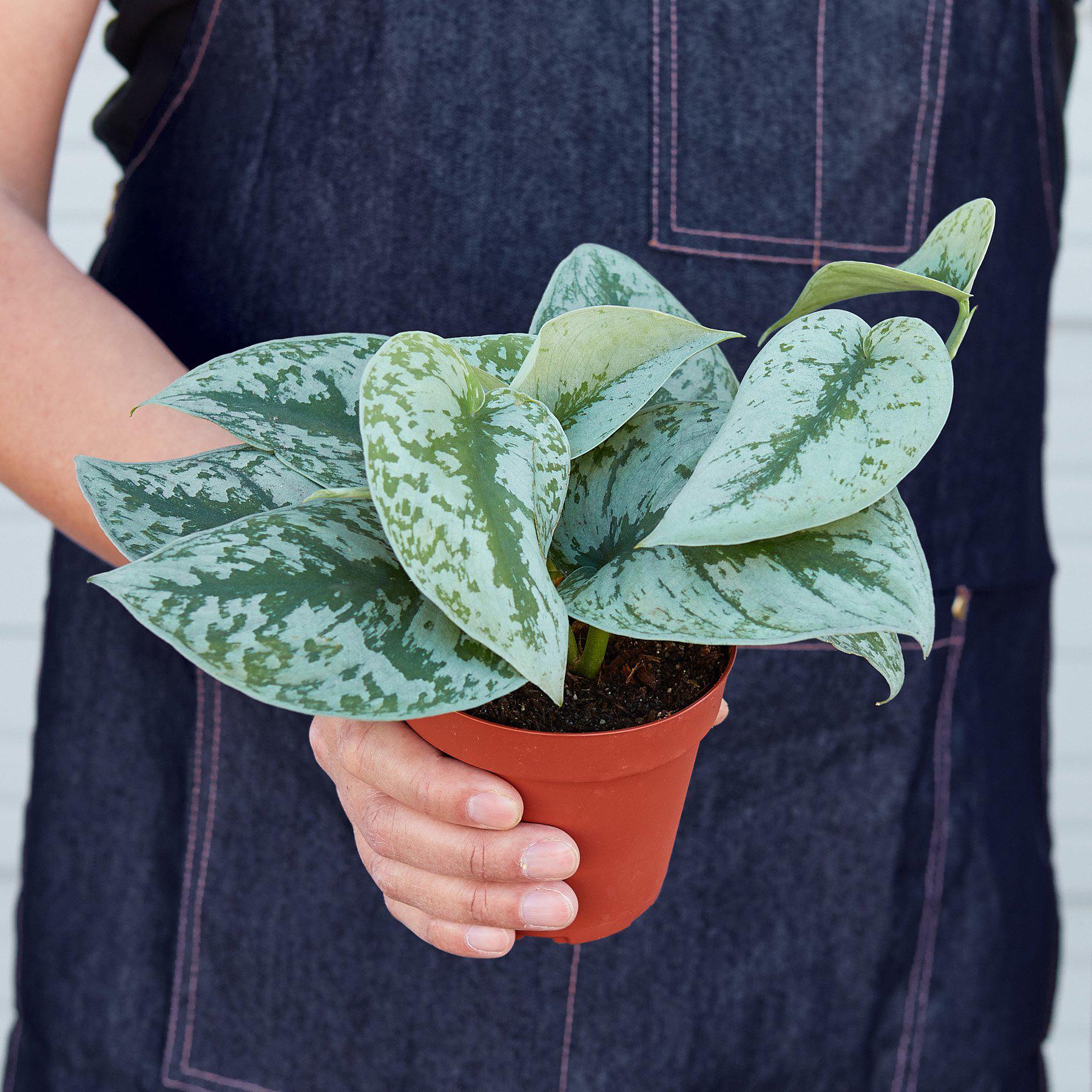 Pothos 'Silver Splash'-Indoor Plants-The Succulent Source