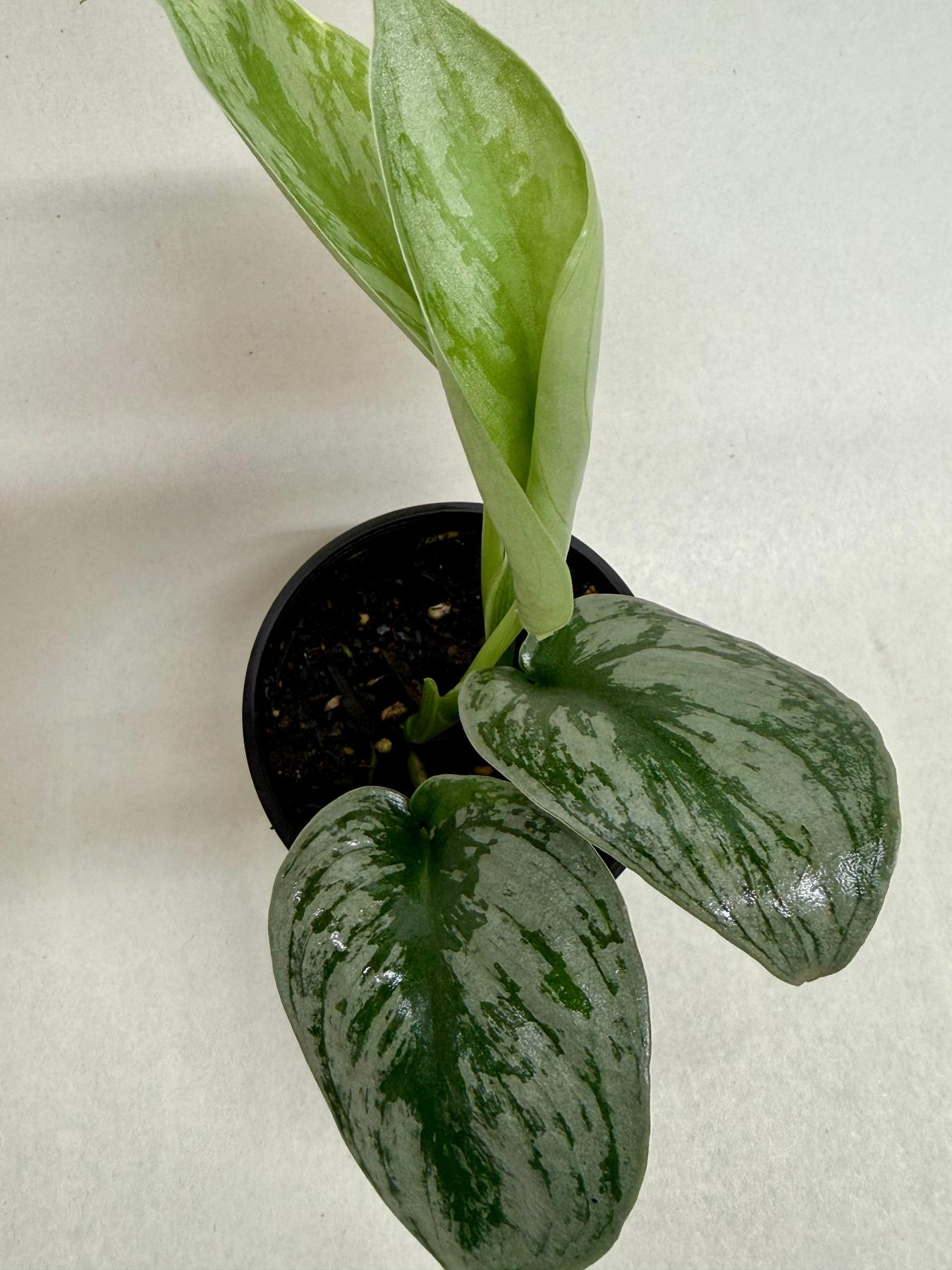 Pothos 'Silver Splash'-Indoor Plants-The Succulent Source