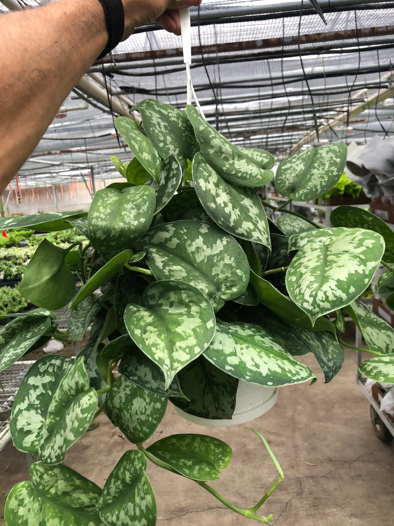 Pothos 'Silver Splash'-Indoor Plants-The Succulent Source