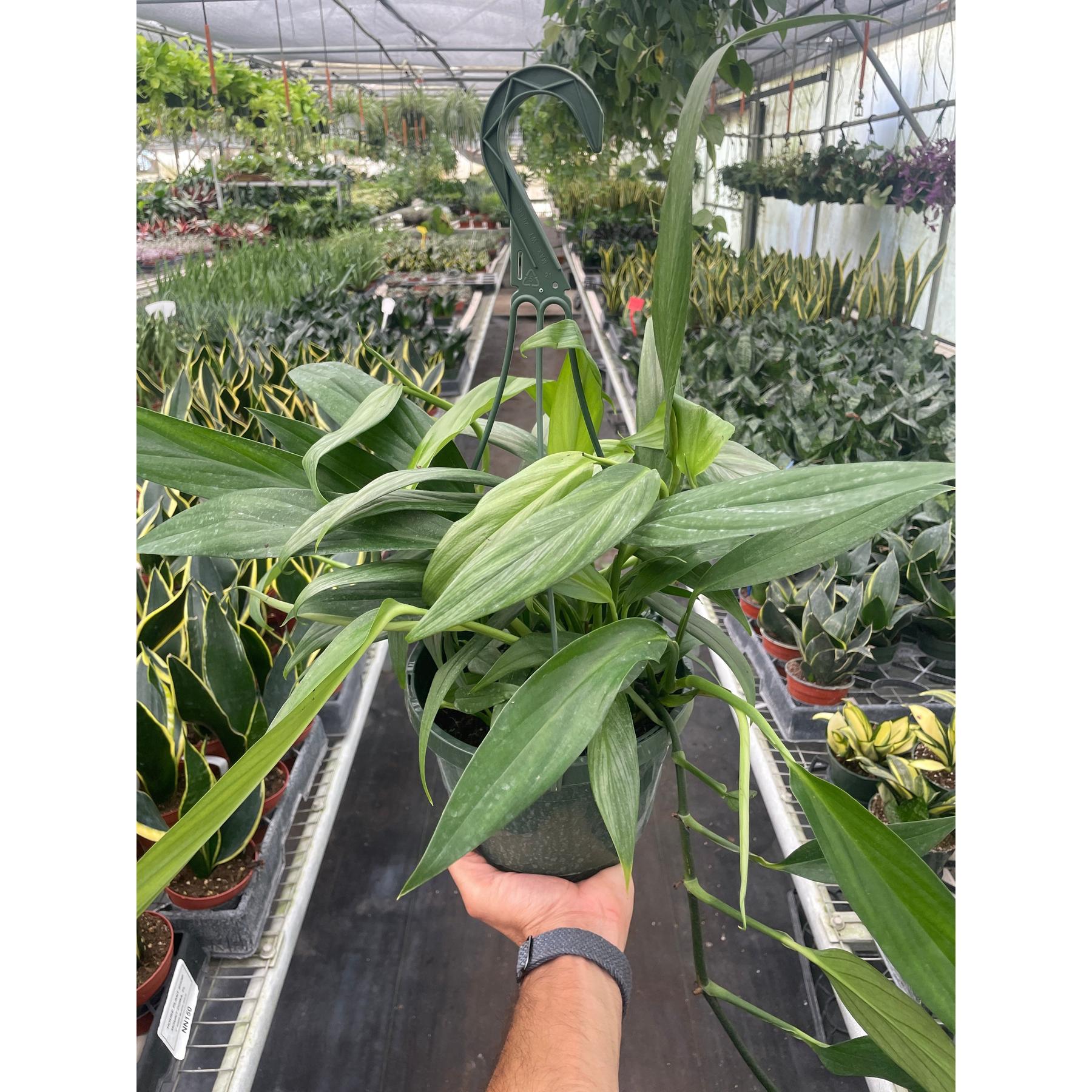 Pothos 'Silver Streak'-Indoor Plants-The Succulent Source