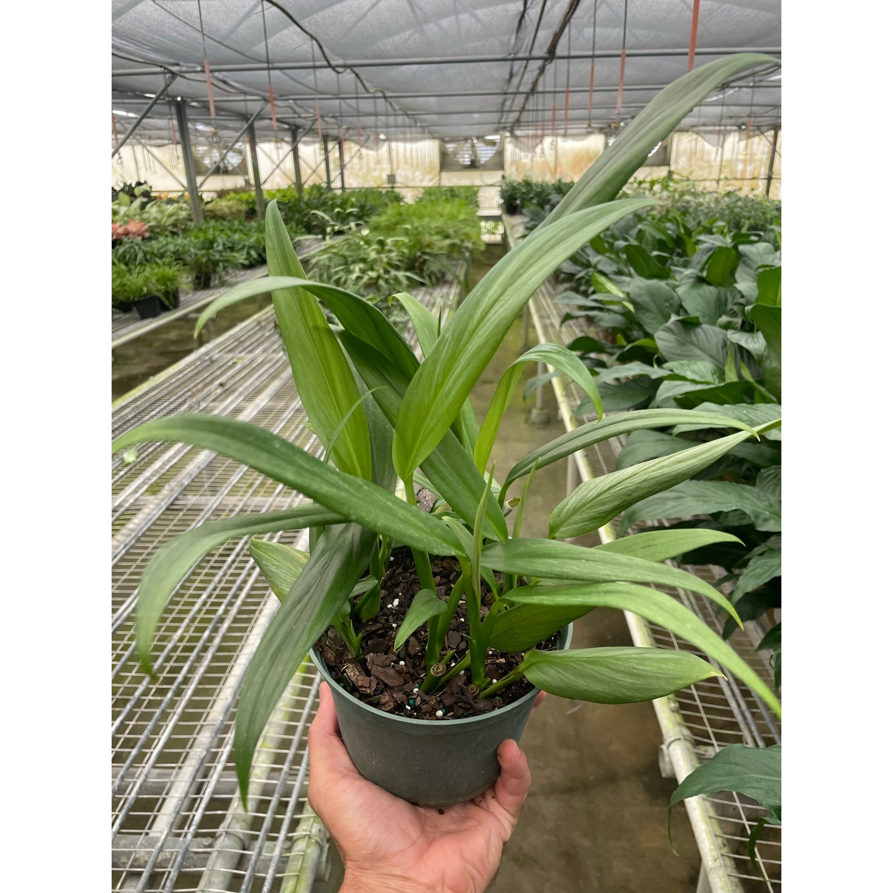 Pothos 'Silver Streak'-Indoor Plants-The Succulent Source