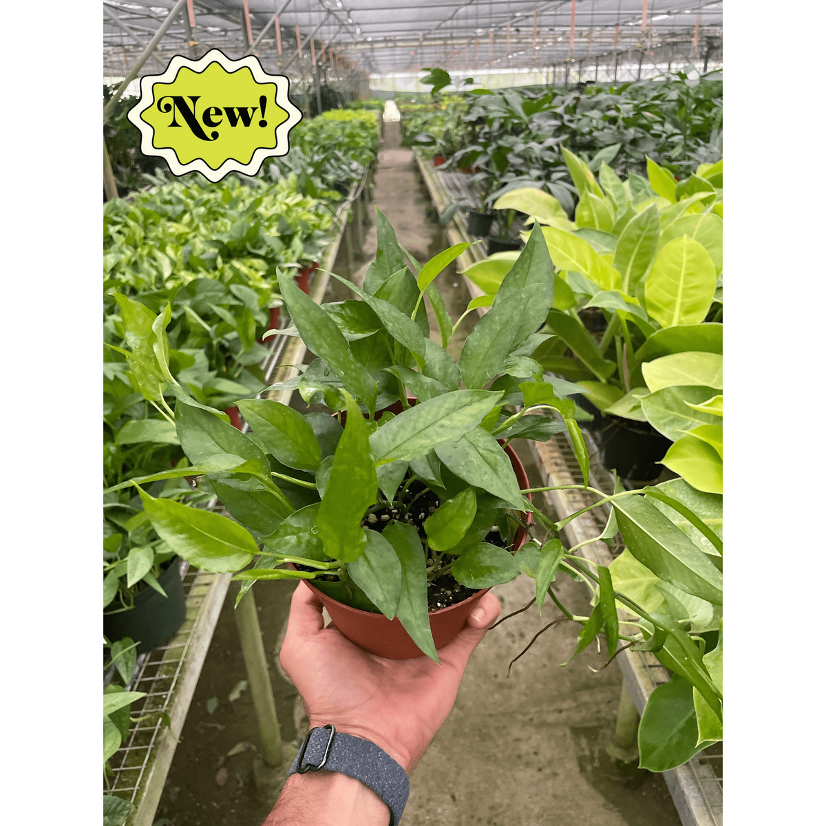 Pothos 'Skeleton Key'-Indoor Plants-The Succulent Source