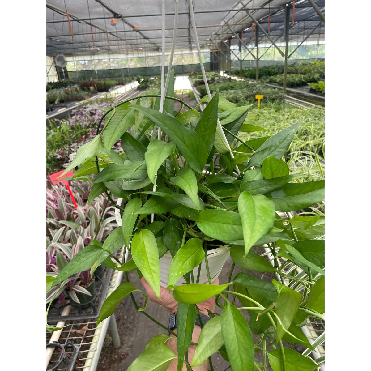 Pothos 'Skeleton Key'-Indoor Plants-The Succulent Source