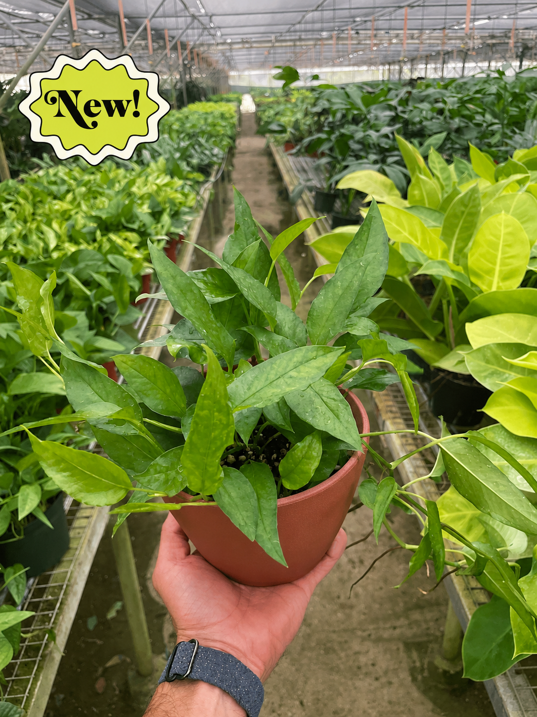Pothos 'Skeleton Key'-Indoor Plants-The Succulent Source