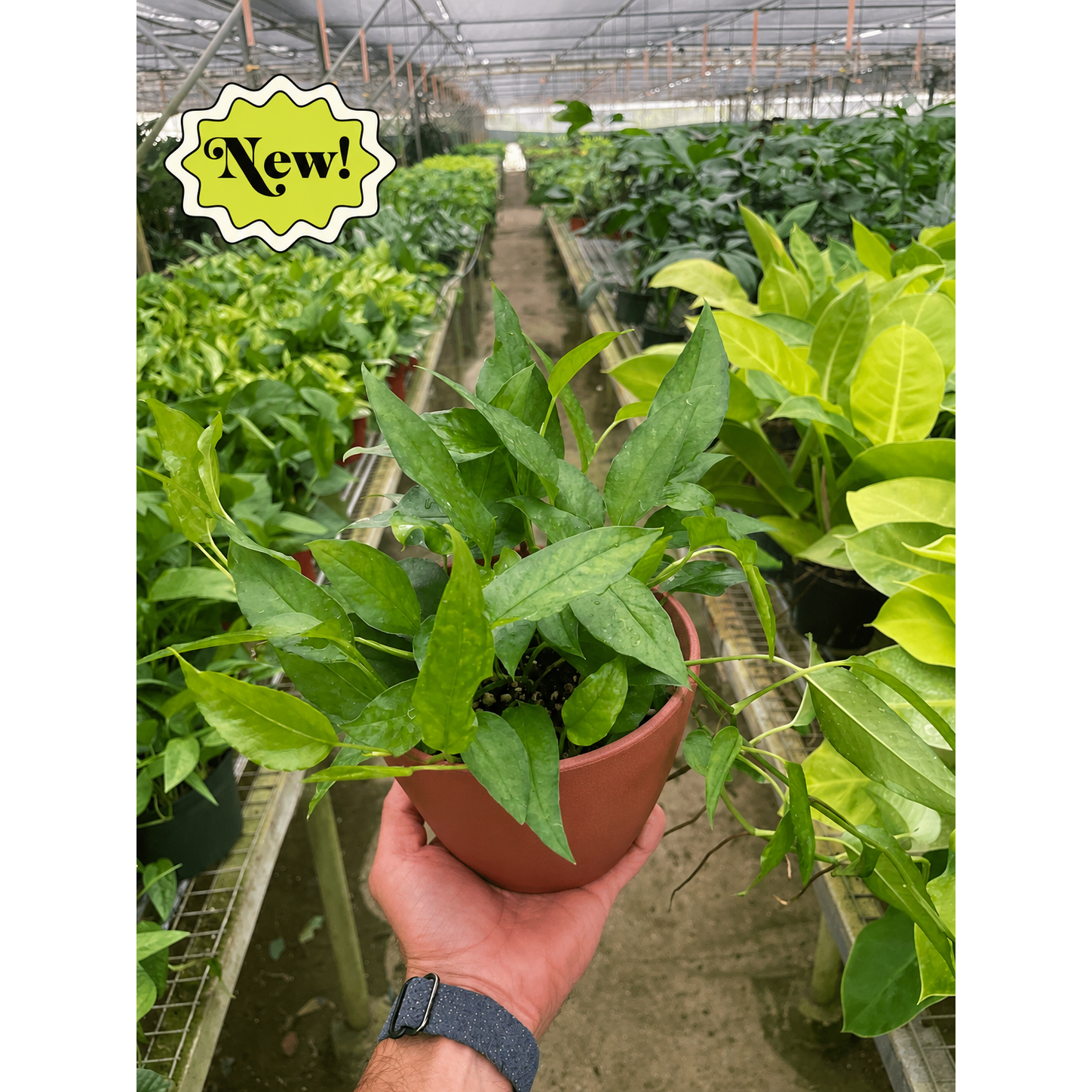 Pothos 'Skeleton Key'-Indoor Plants-The Succulent Source