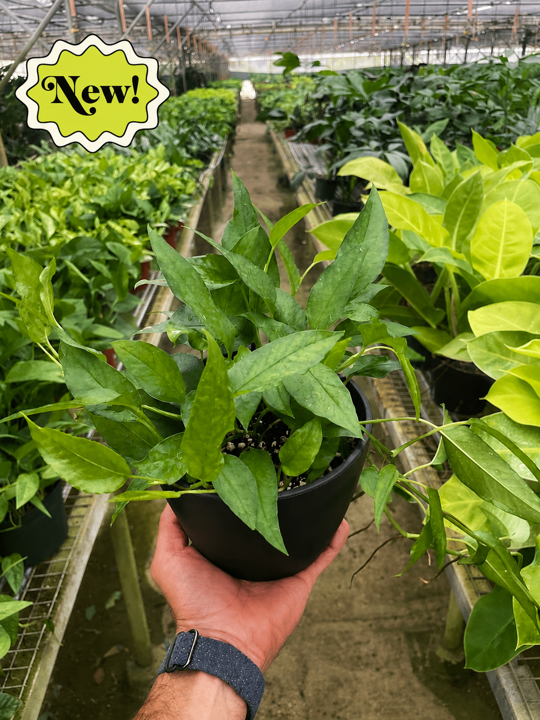 Pothos 'Skeleton Key'-Indoor Plants-The Succulent Source