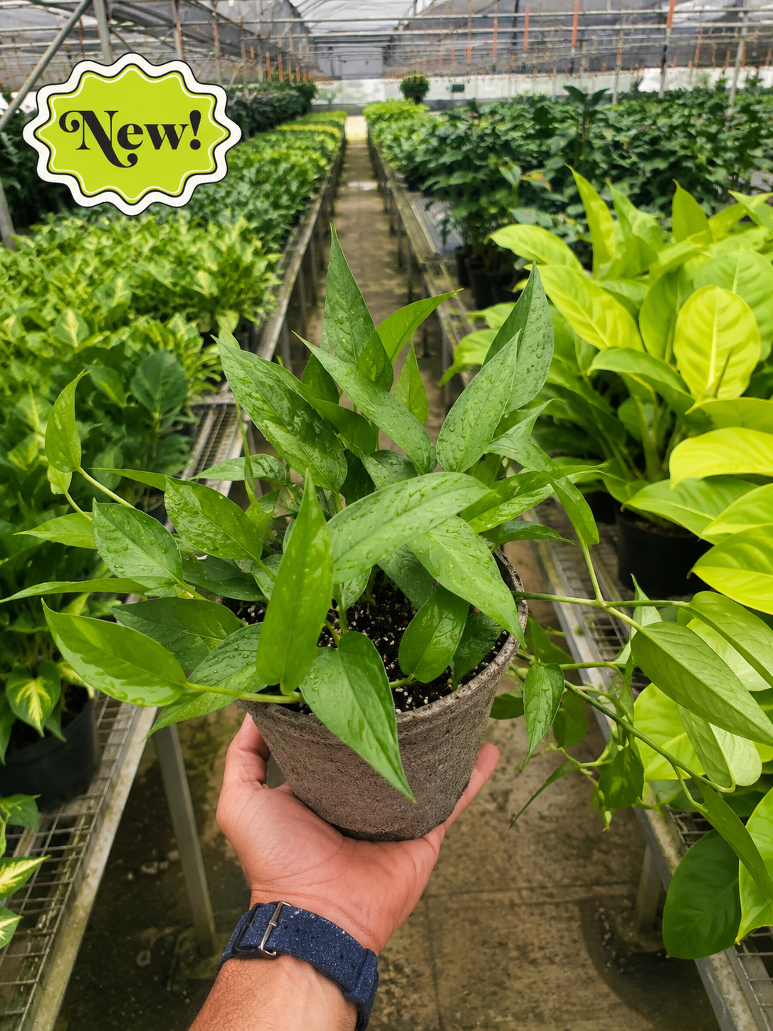 Pothos 'Skeleton Key'-Indoor Plants-The Succulent Source