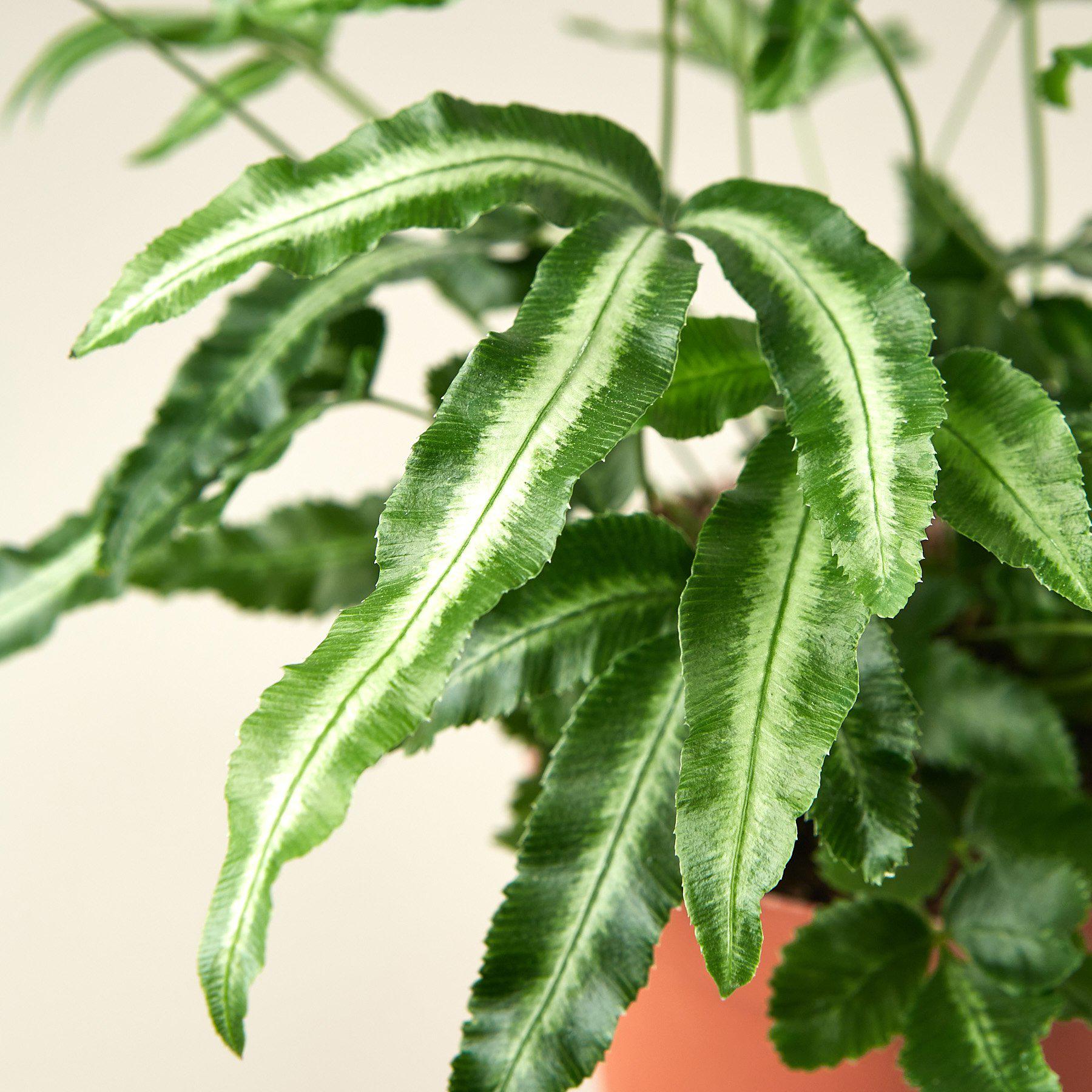 Pteris Cretica 'Albo Fern'-Indoor Plants-The Succulent Source
