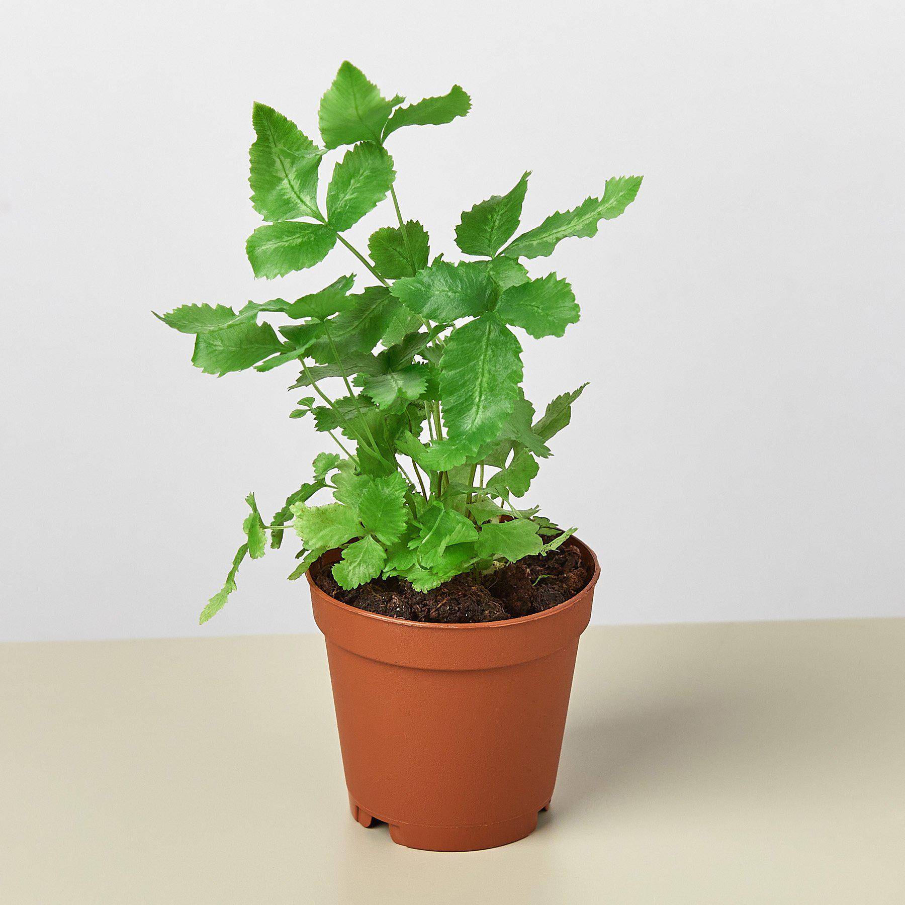 Pteris Cretica 'Albo Fern'-Indoor Plants-The Succulent Source