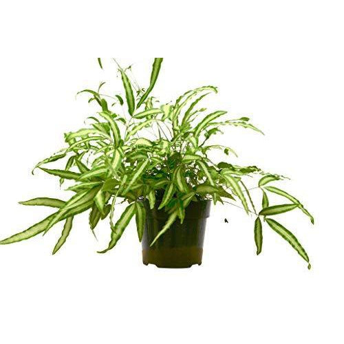 Pteris Cretica 'Albo Fern'-Indoor Plants-The Succulent Source