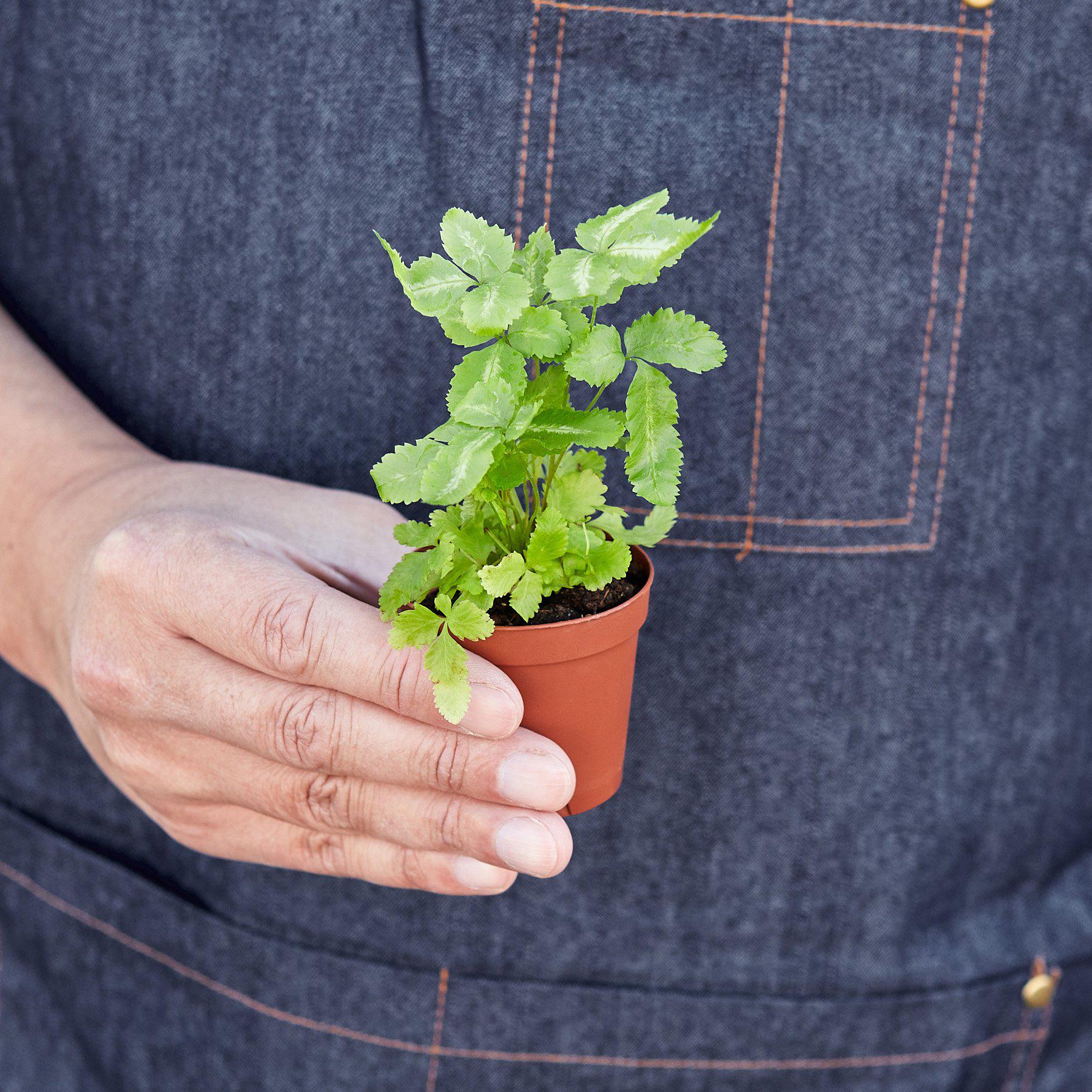 Pteris Cretica 'Albo Fern'-Indoor Plants-The Succulent Source