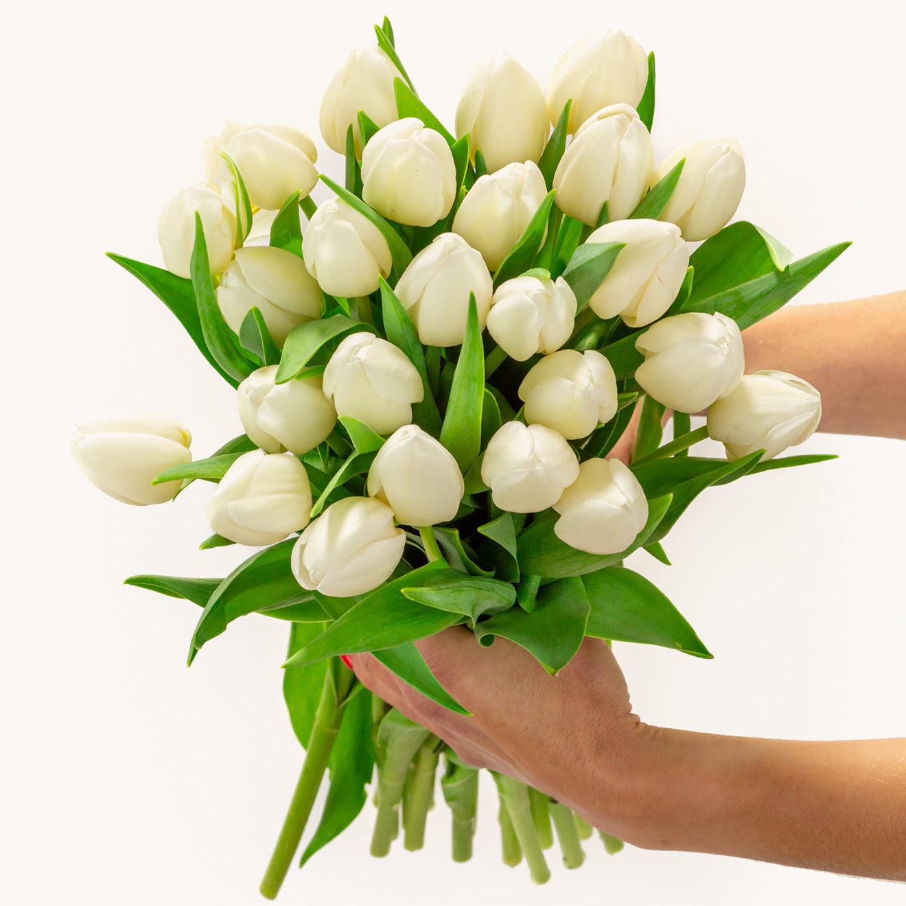 Pure White Tulips-The Succulent Source