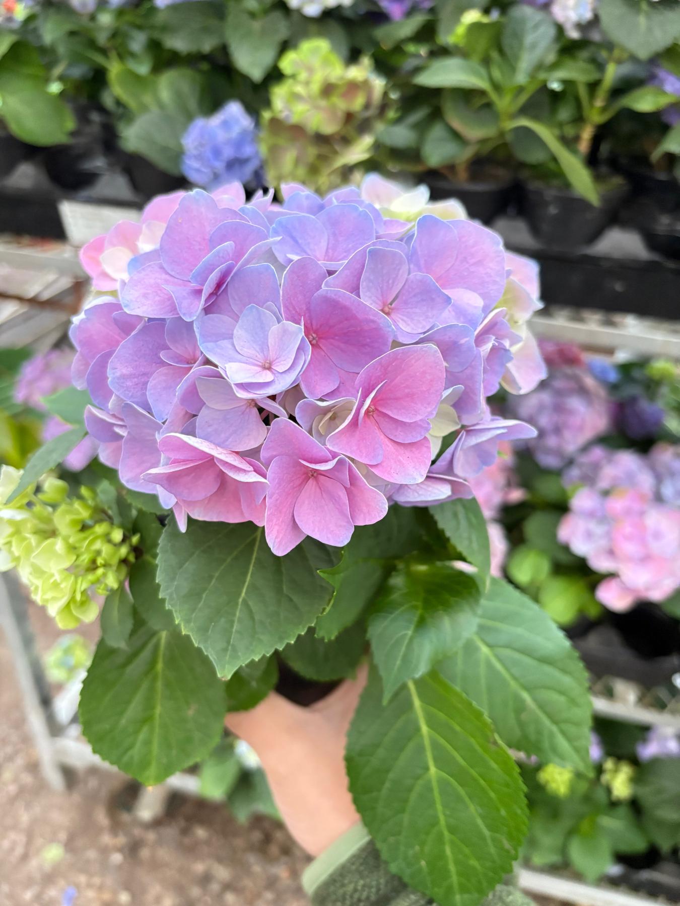 Purple Hydrangea-The Succulent Source