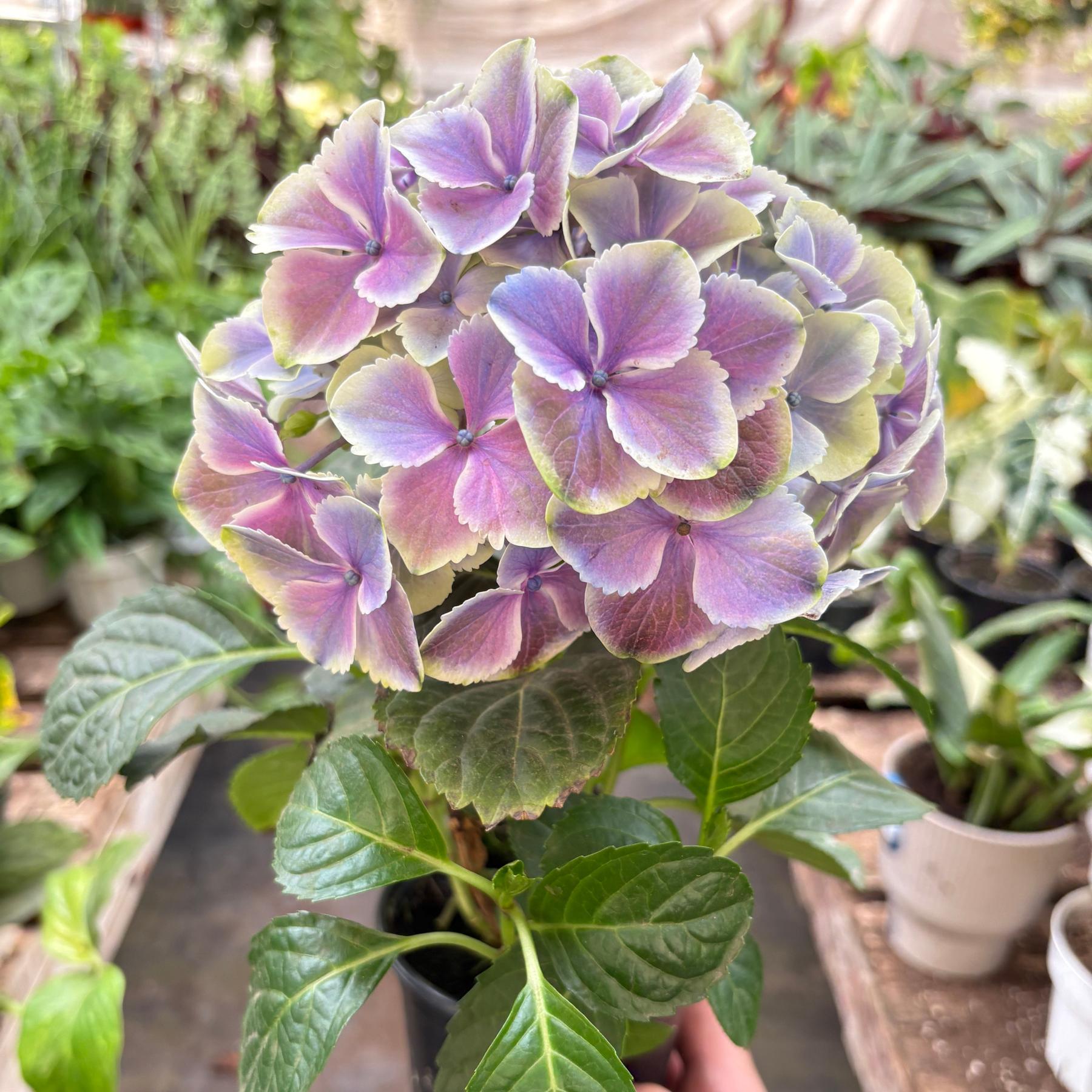 Purple Hydrangea-The Succulent Source