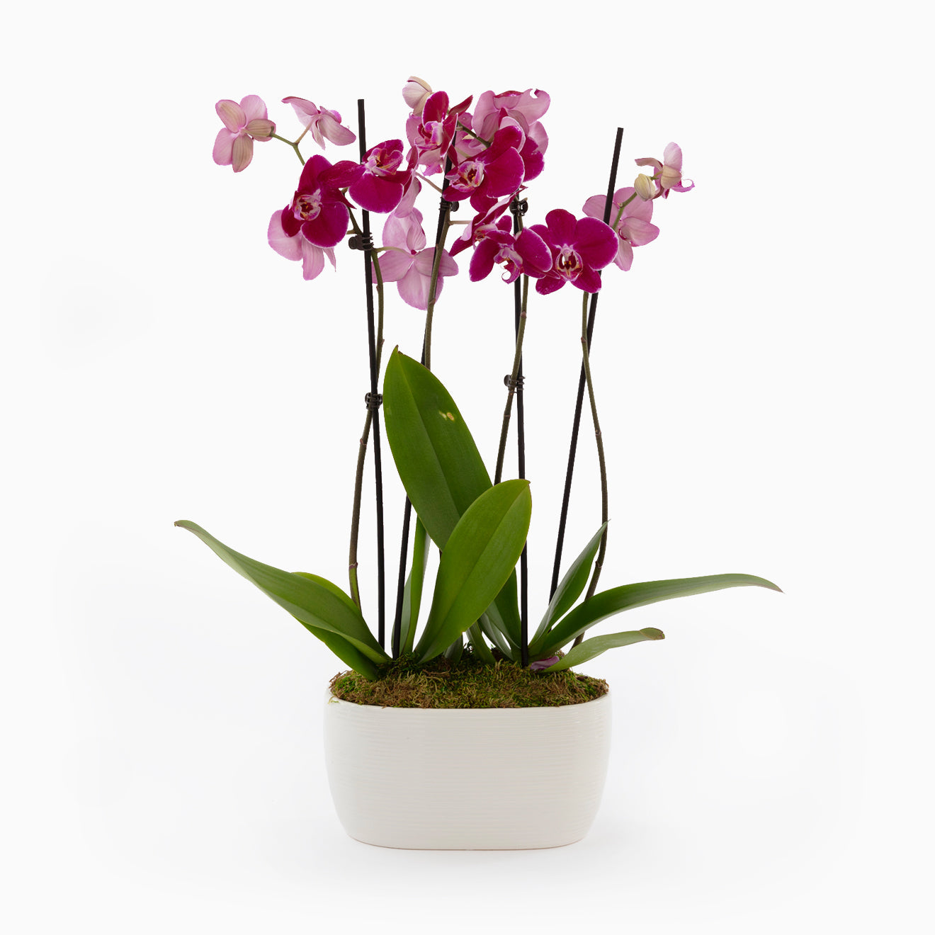 Purple Orchid Duo-The Succulent Source