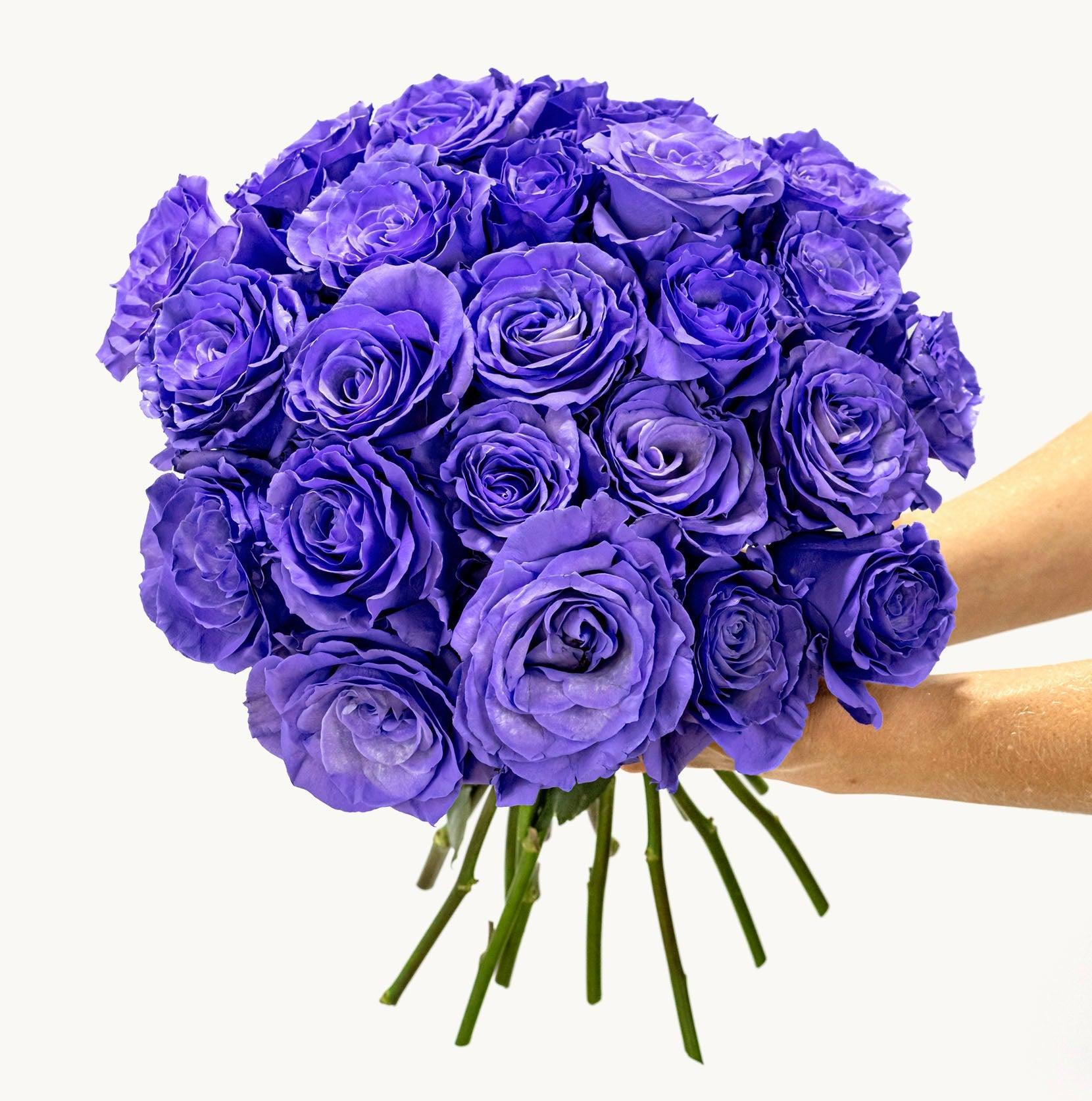 Purple Pop-The Succulent Source