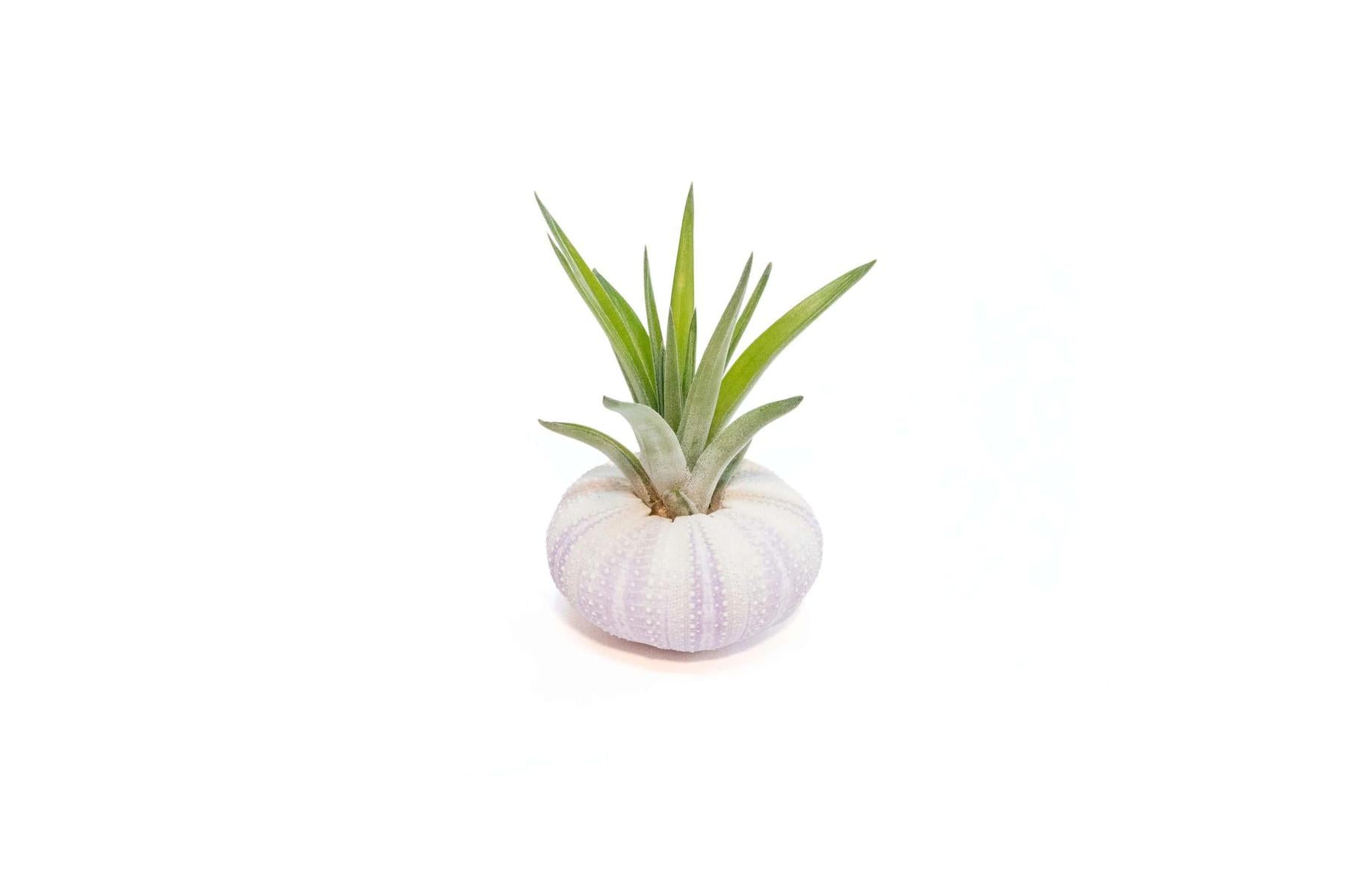 Purple Urchin with Tillandsia Air Plant-terrarium-The Succulent Source