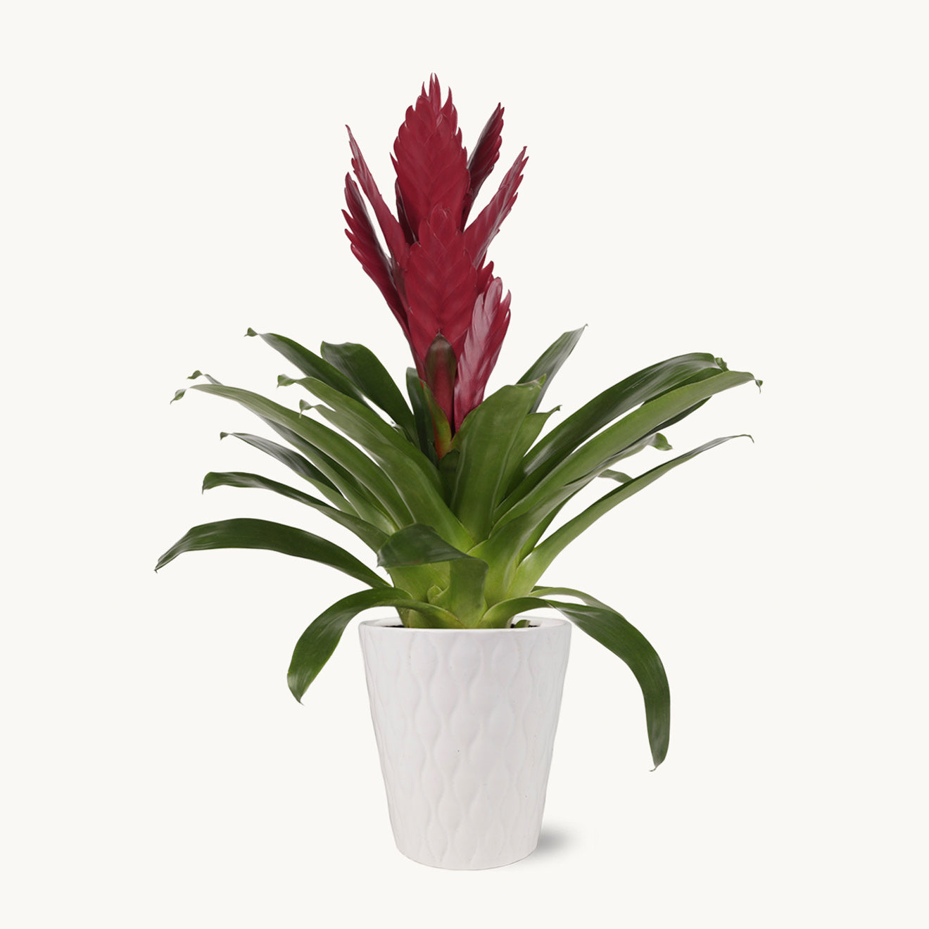 Purple and Maroon Bromeliad-The Succulent Source