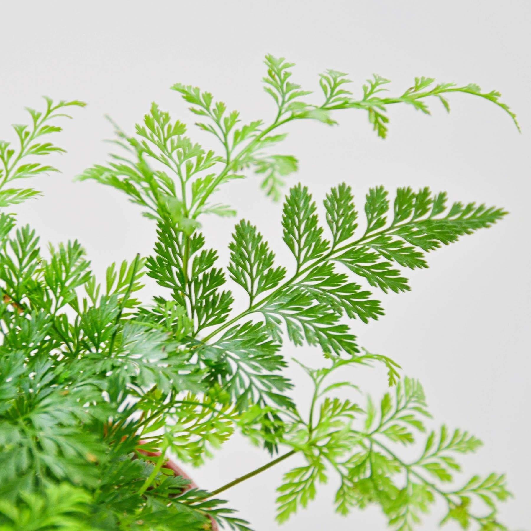 Rabbit's Foot Fern-Indoor Plants-The Succulent Source