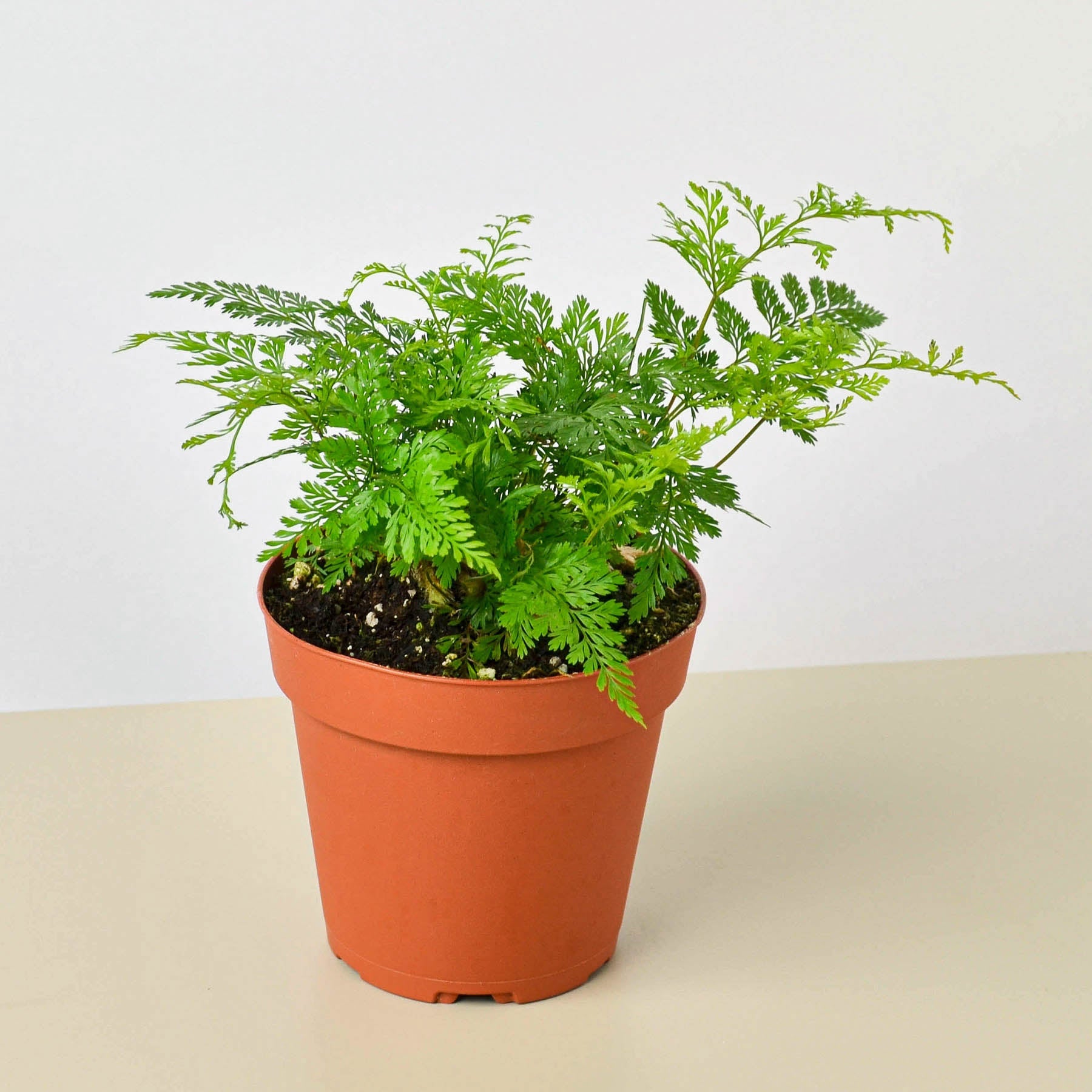 Rabbit's Foot Fern-Indoor Plants-The Succulent Source