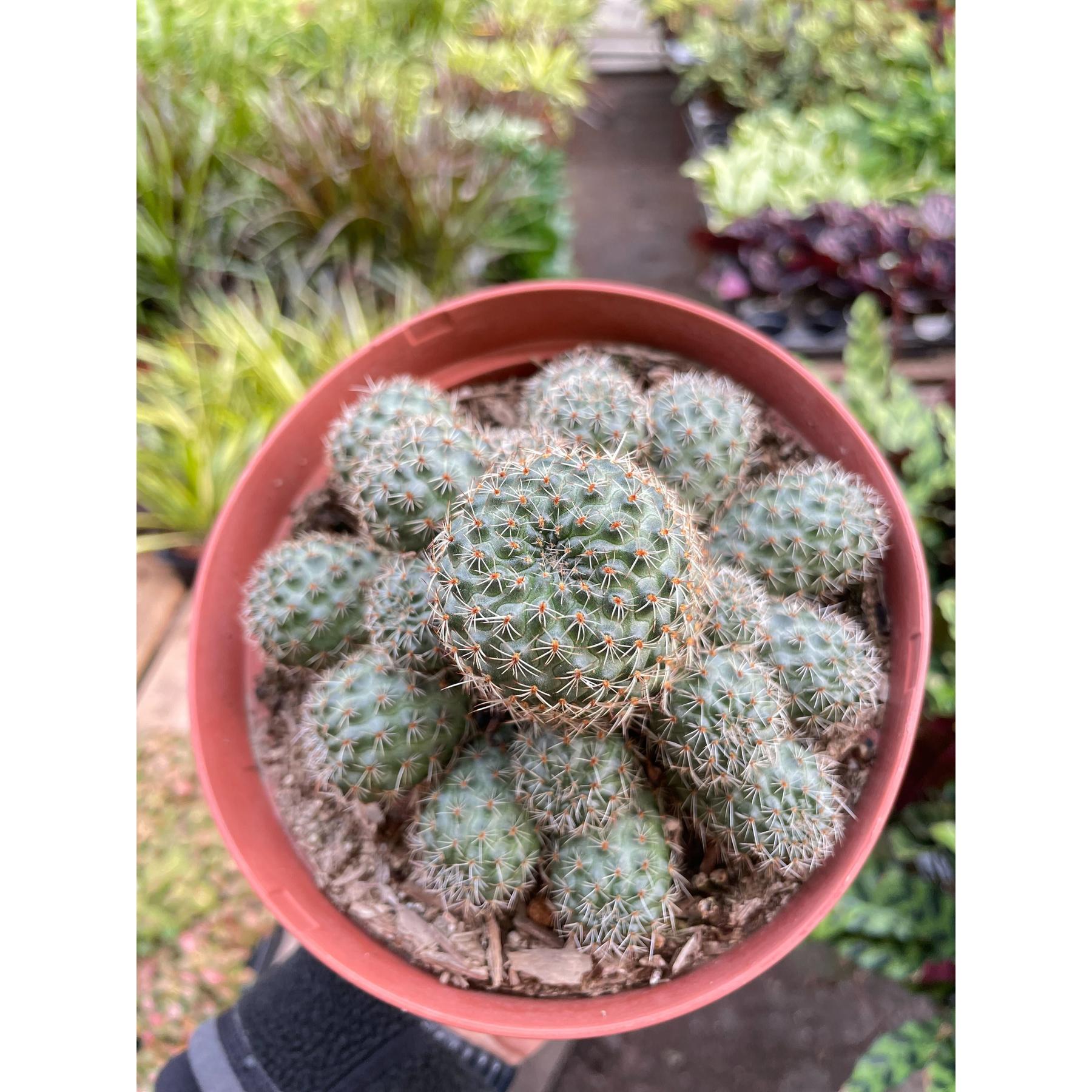 Rebutia Deminuta Sanguinea Cactus-The Succulent Source