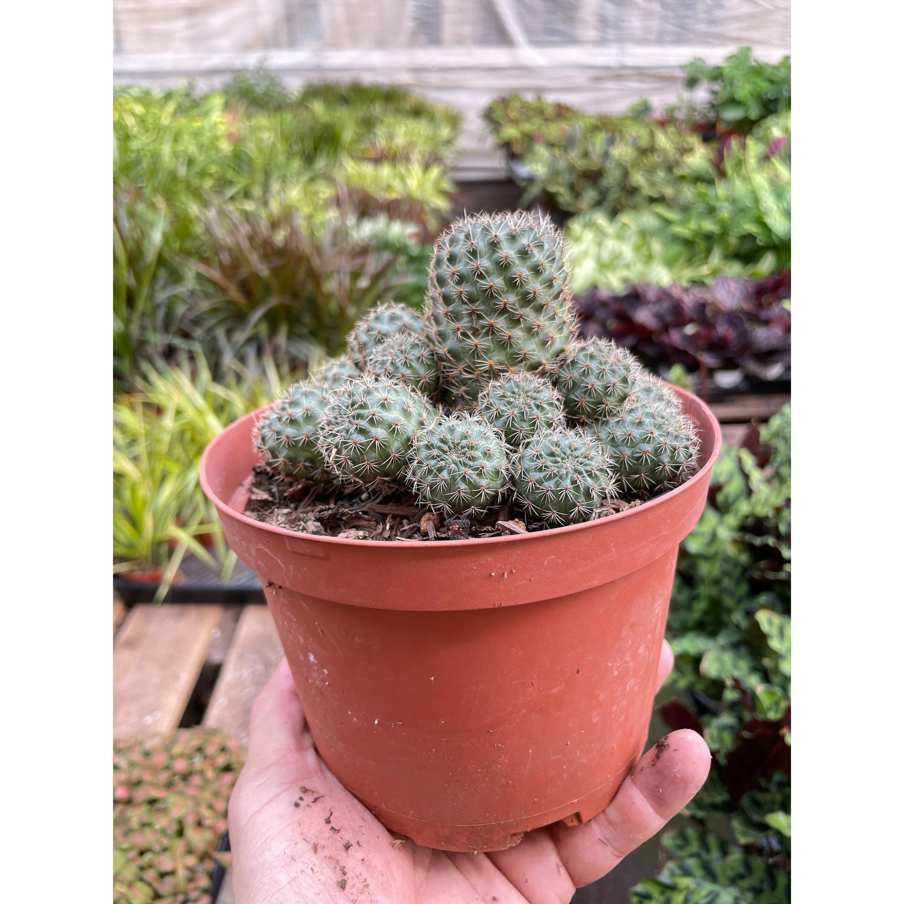 Rebutia Deminuta Sanguinea Cactus-The Succulent Source