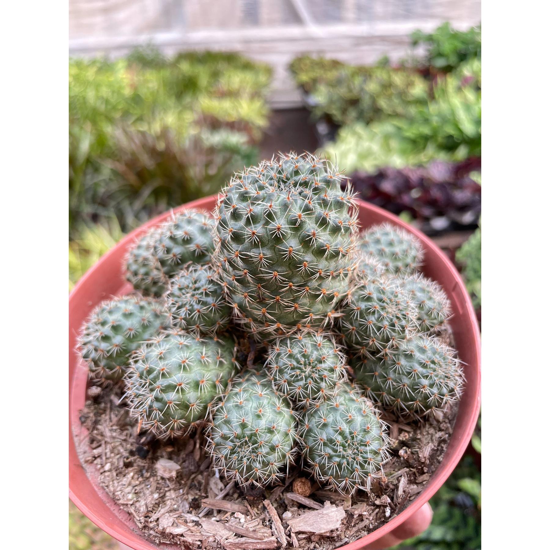 Rebutia Deminuta Sanguinea Cactus-The Succulent Source
