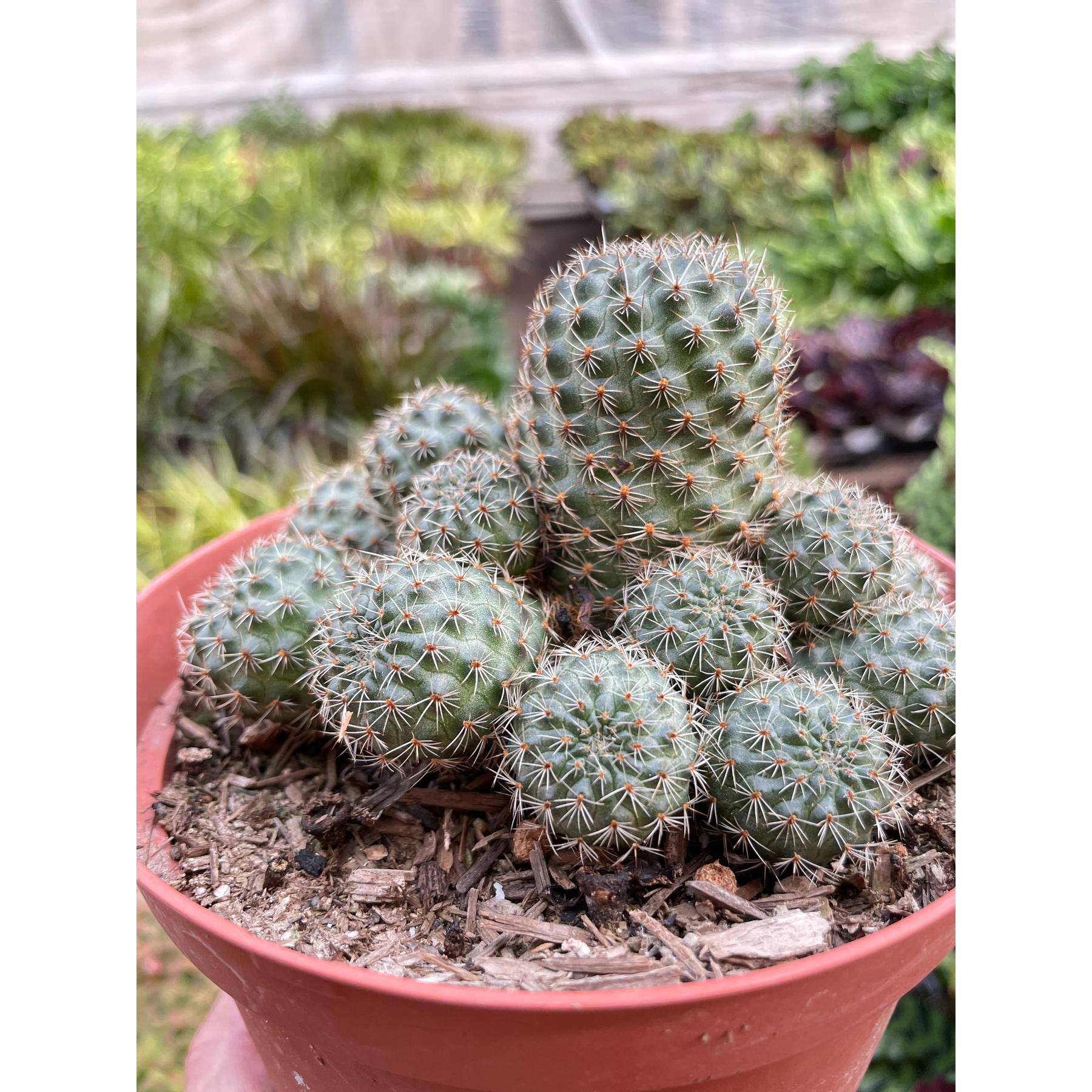 Rebutia Deminuta Sanguinea Cactus-The Succulent Source