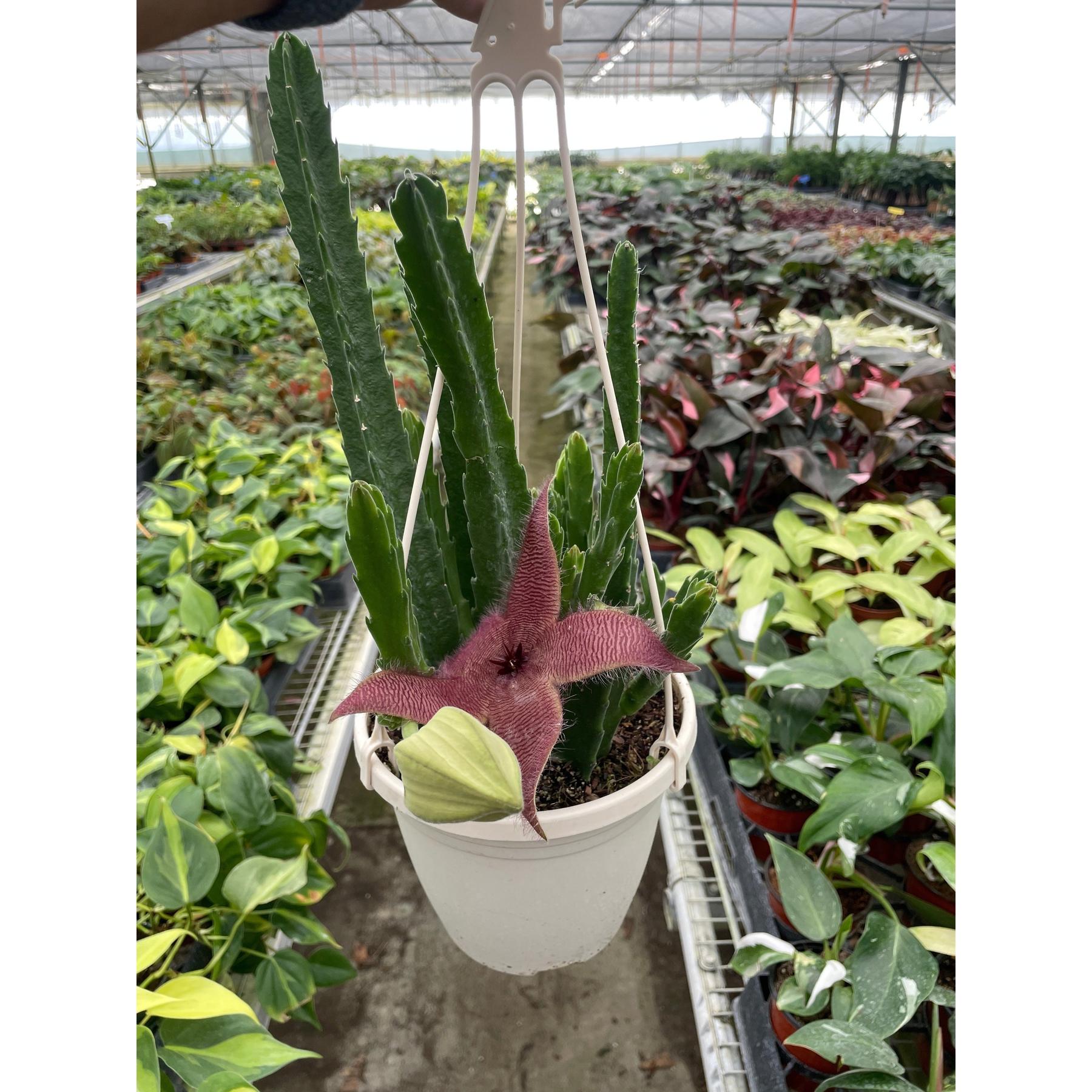 Red Dragon Flower (Huernia schneideriana)-Succulent-The Succulent Source