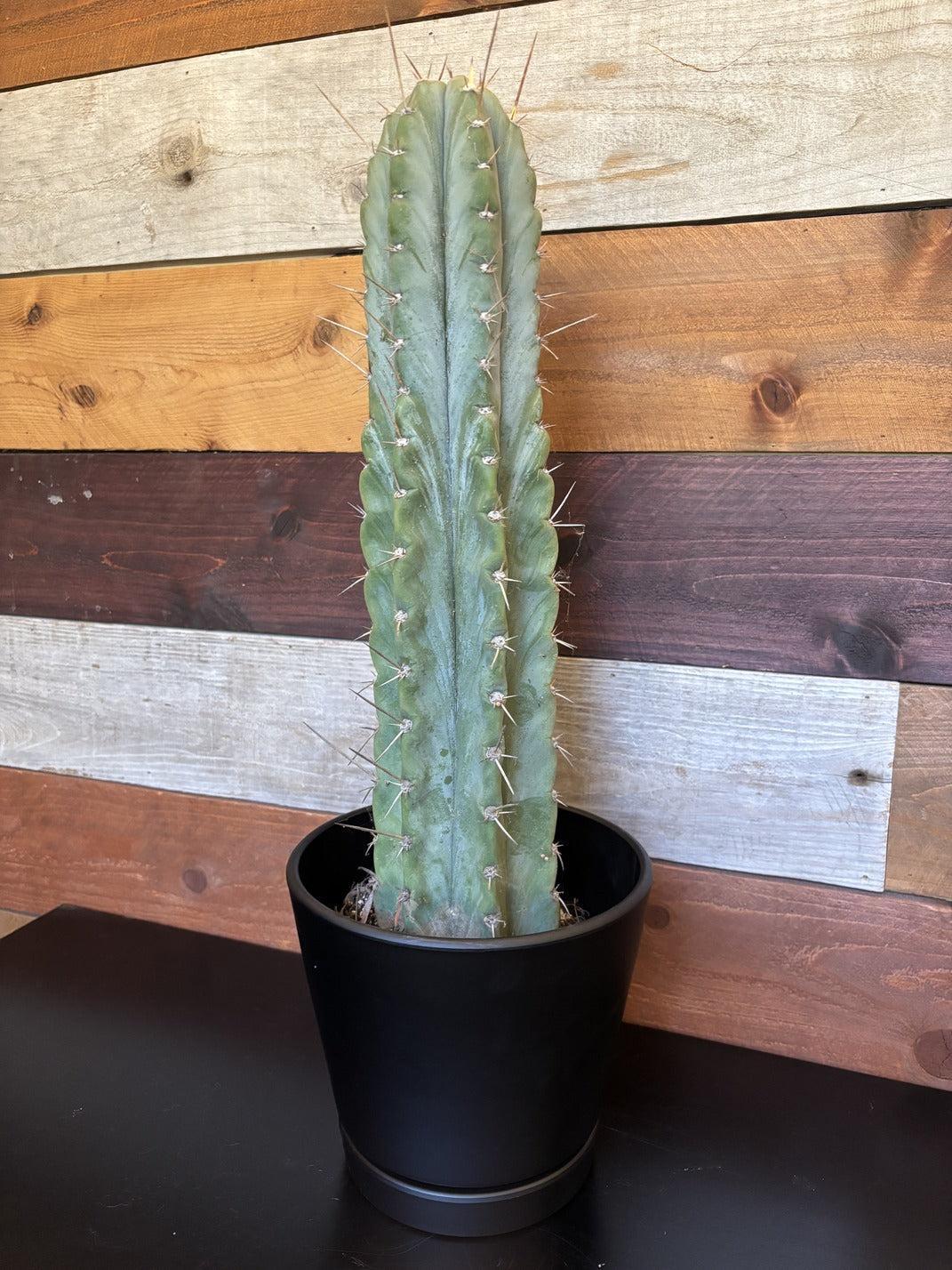 Resin Pot with Saucer-Accessory-The Succulent Source