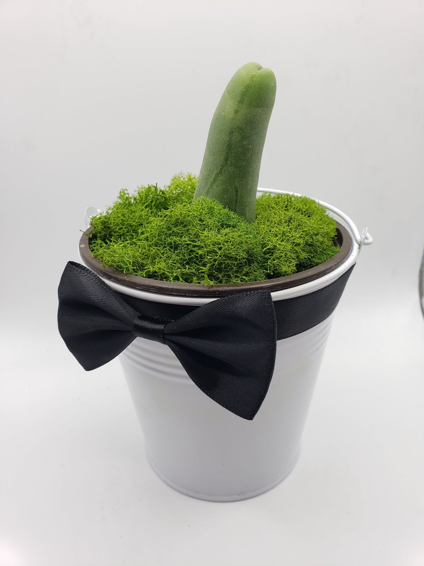 phallic succulent Richard the Dressed-Up Trichocereus Penis Cactus